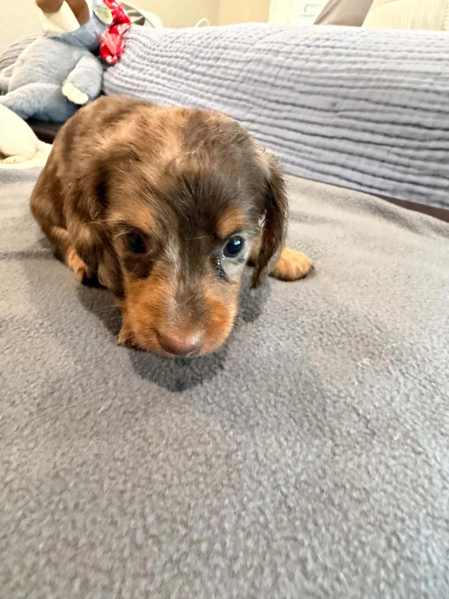 Molly - More Information - Meeting Scheduled