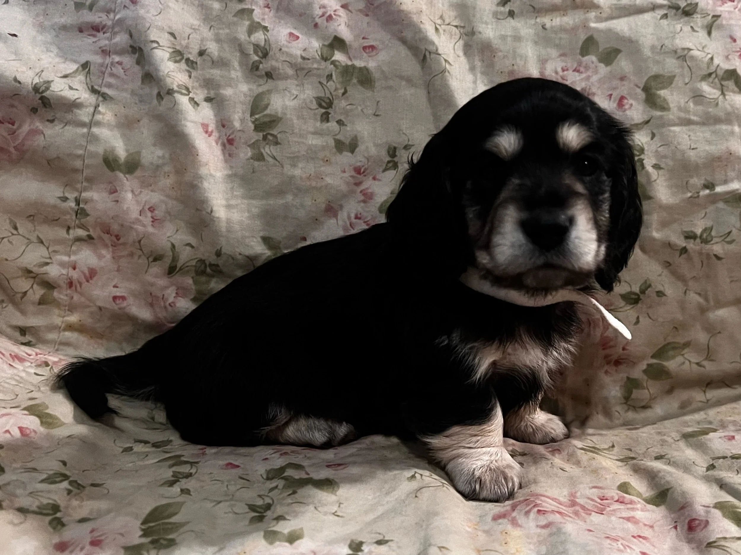 Toby - More Information