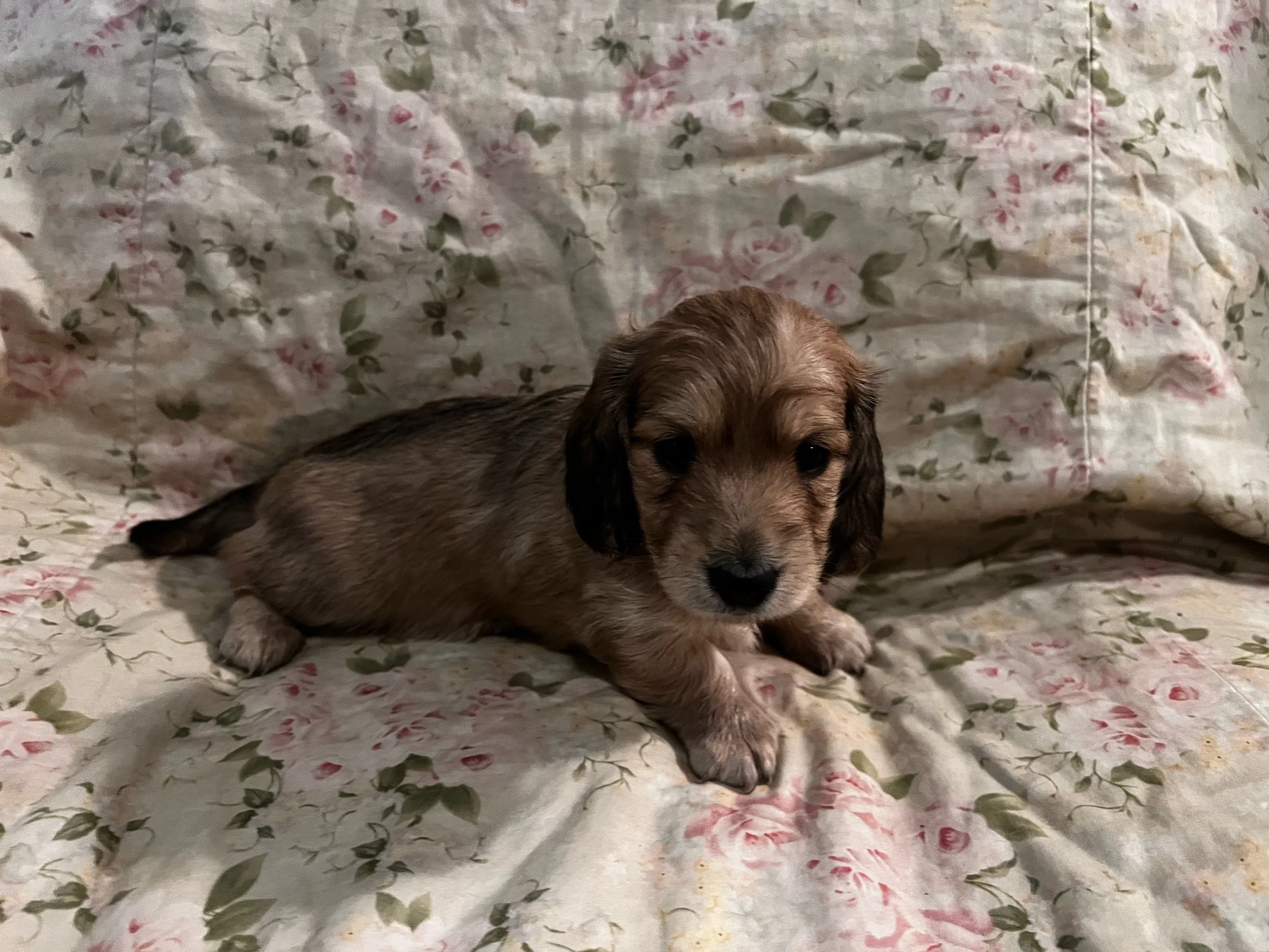 Tsuki - More Information - Reserved
