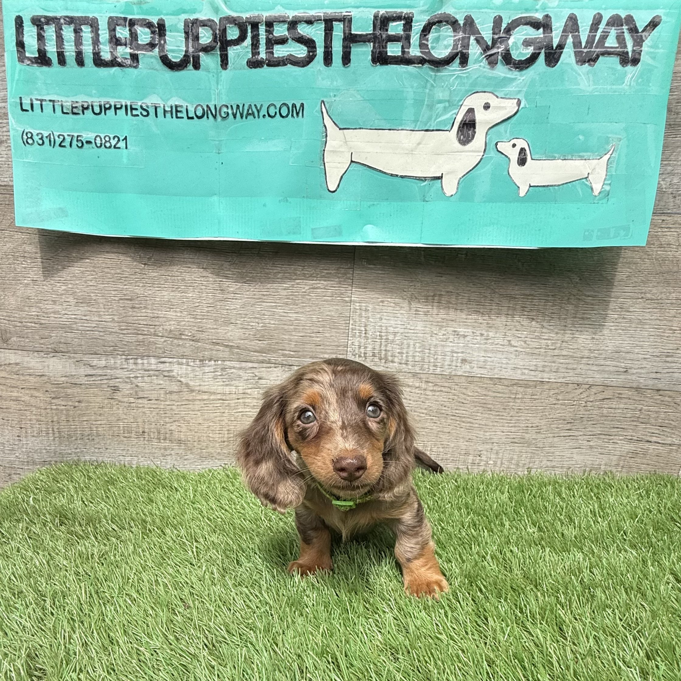 Tootsie - More Information - Reserved