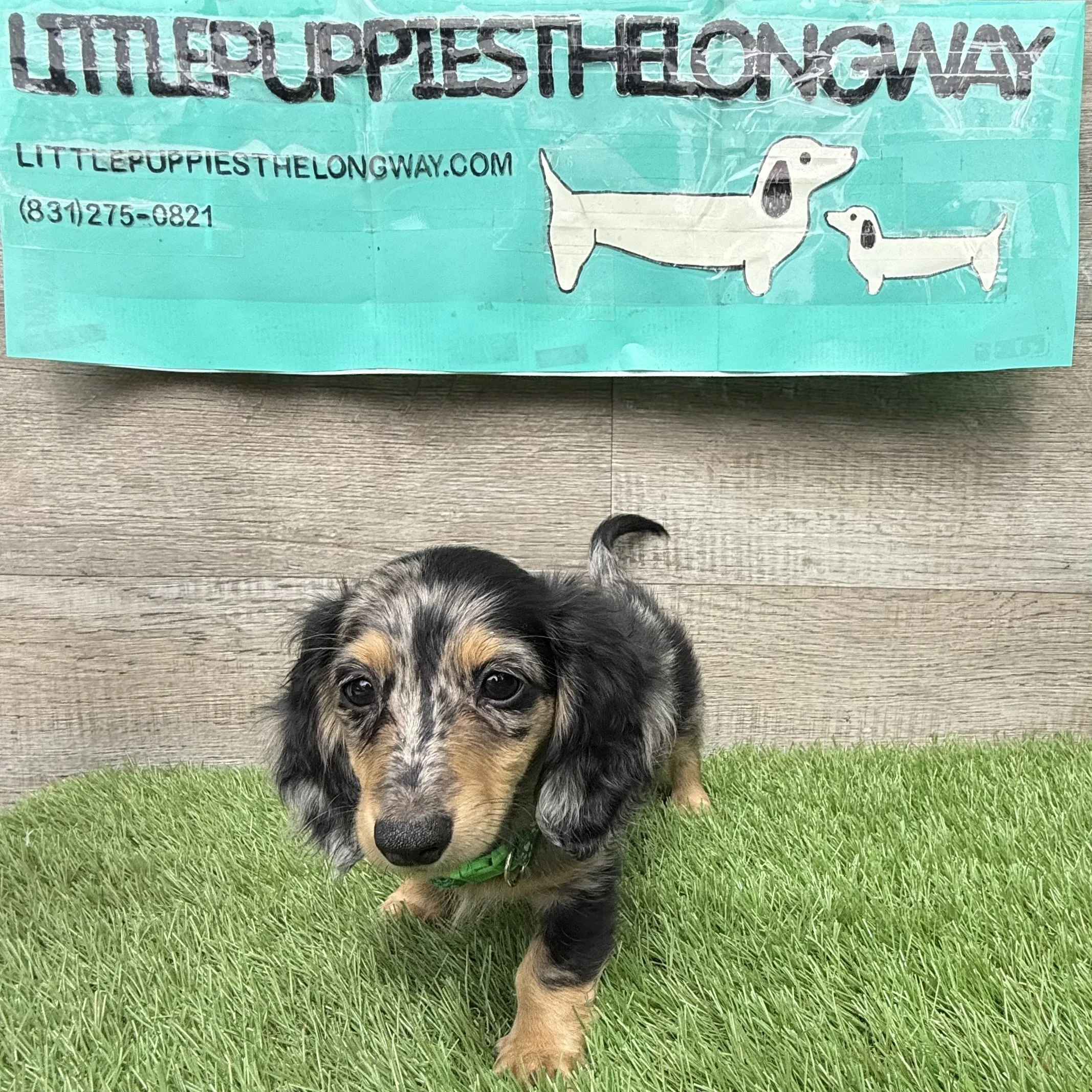 Maisy - More Information