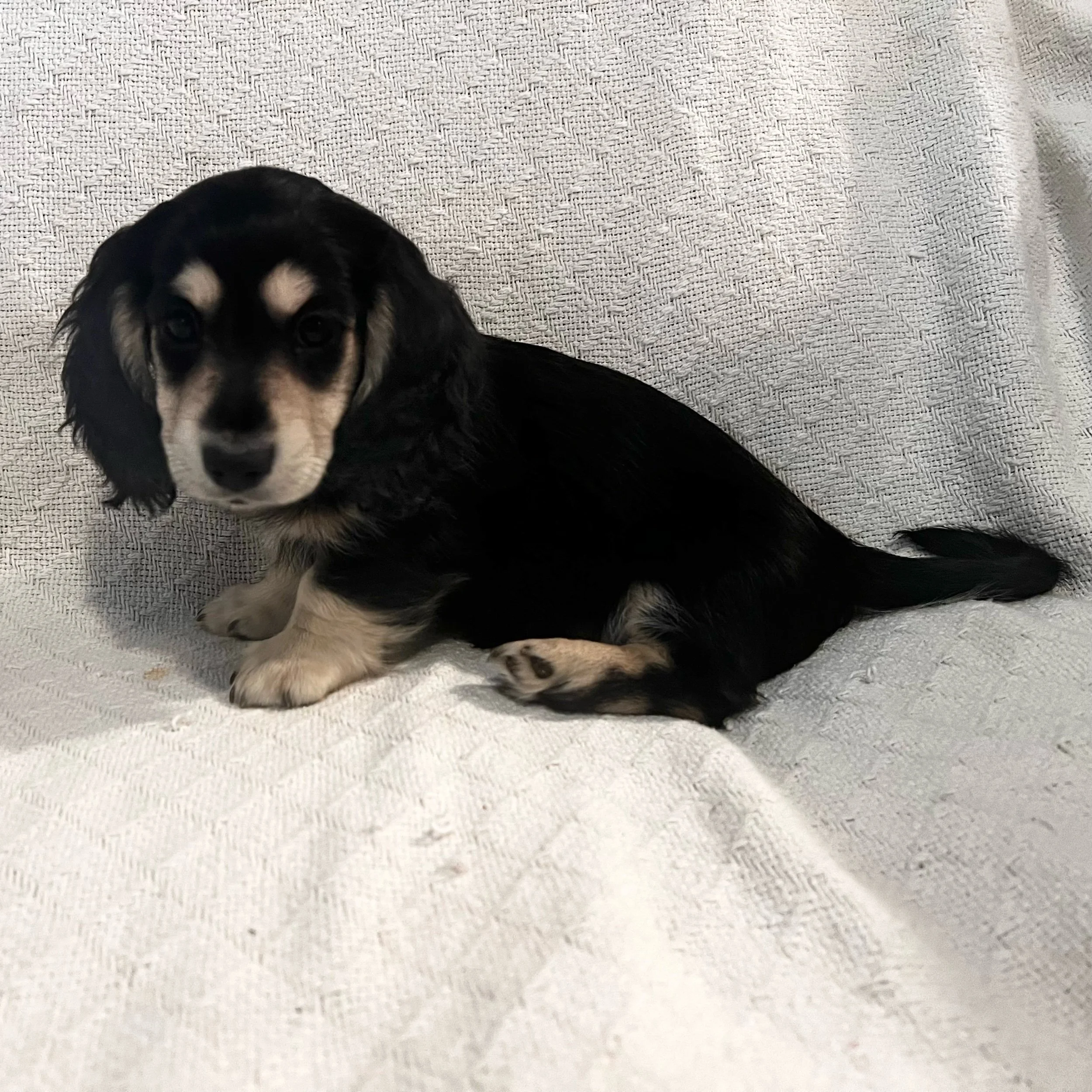 Toby - More Information