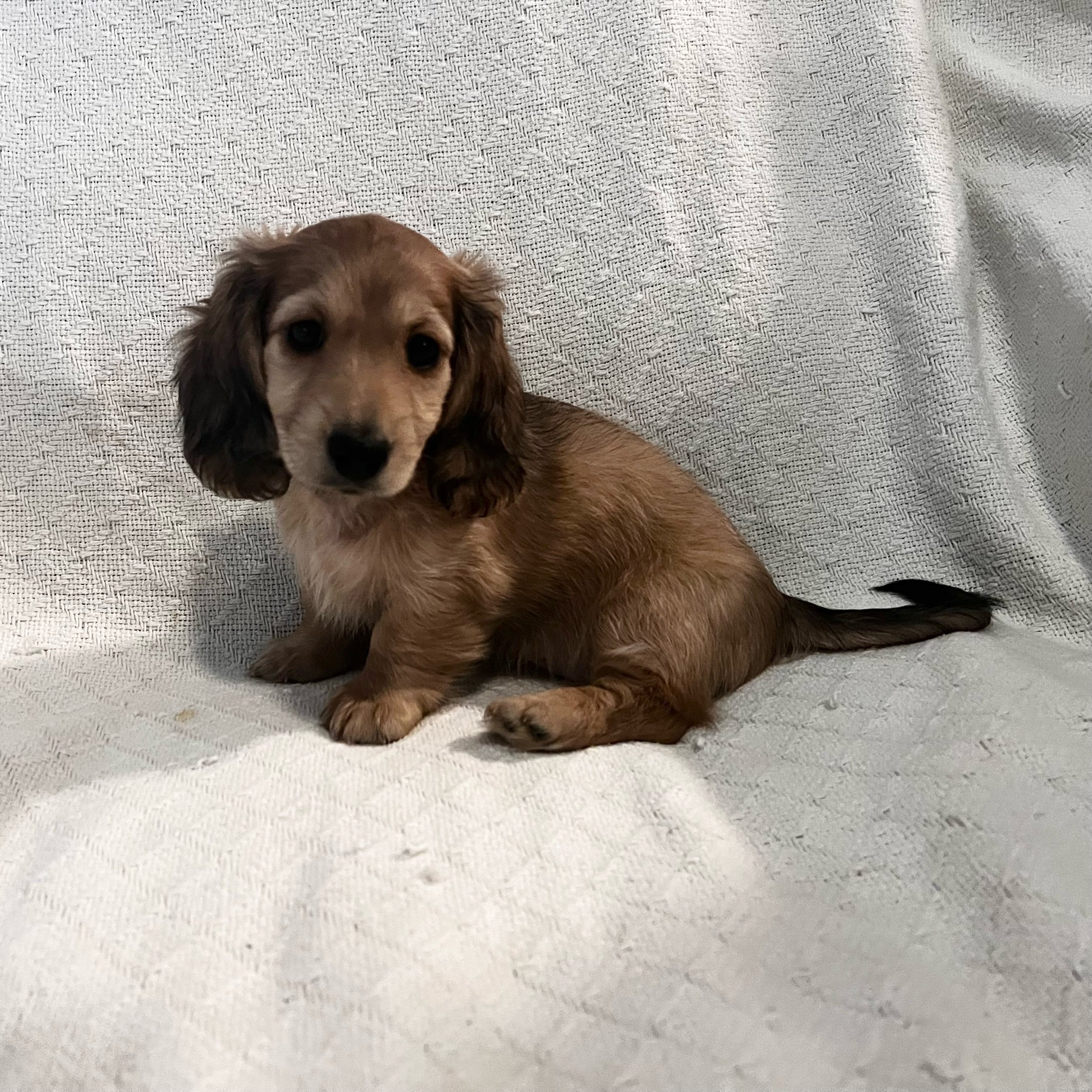 Tsuki - More Information - Reserved