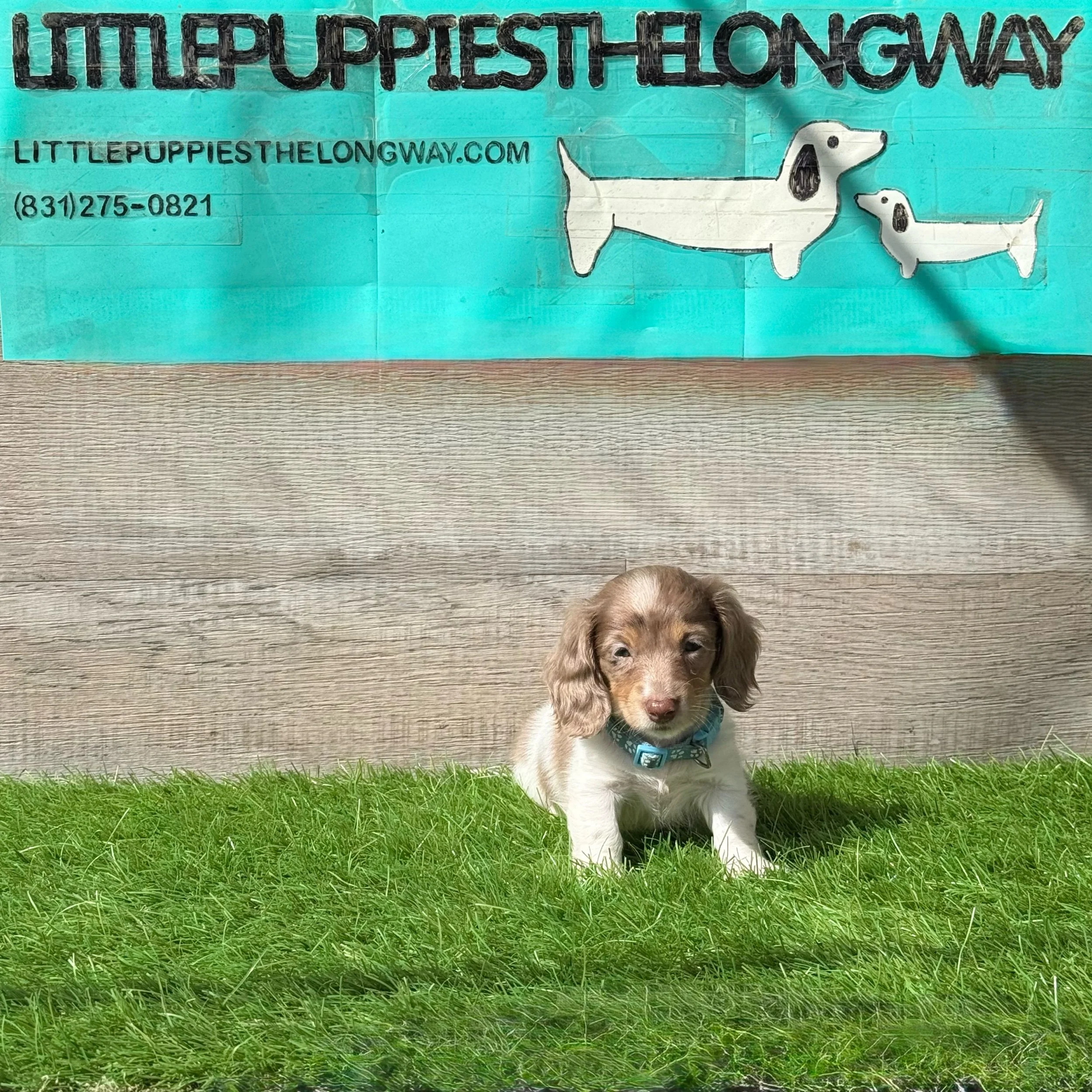 Calypso - More Information