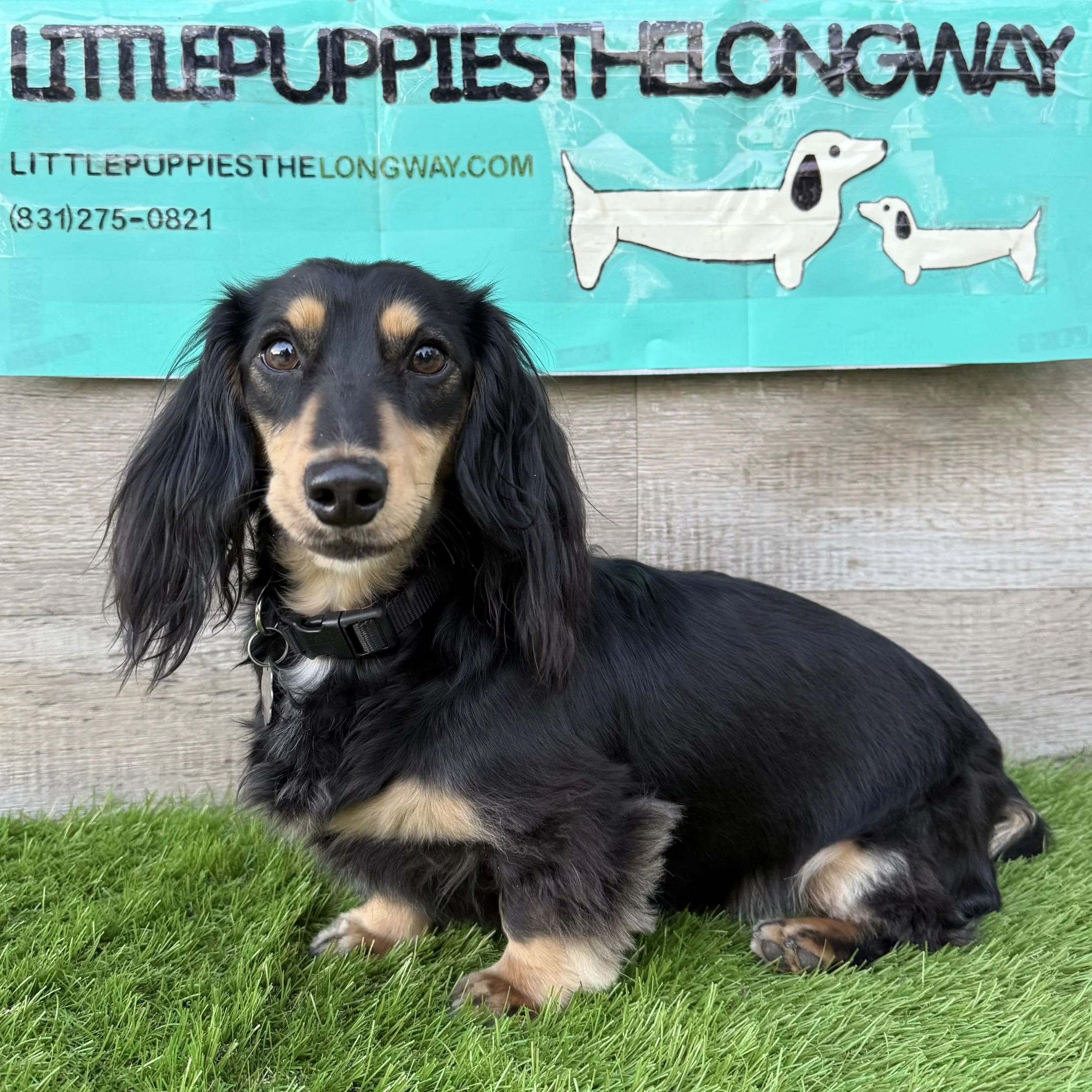 Allen - $800 - Reserved