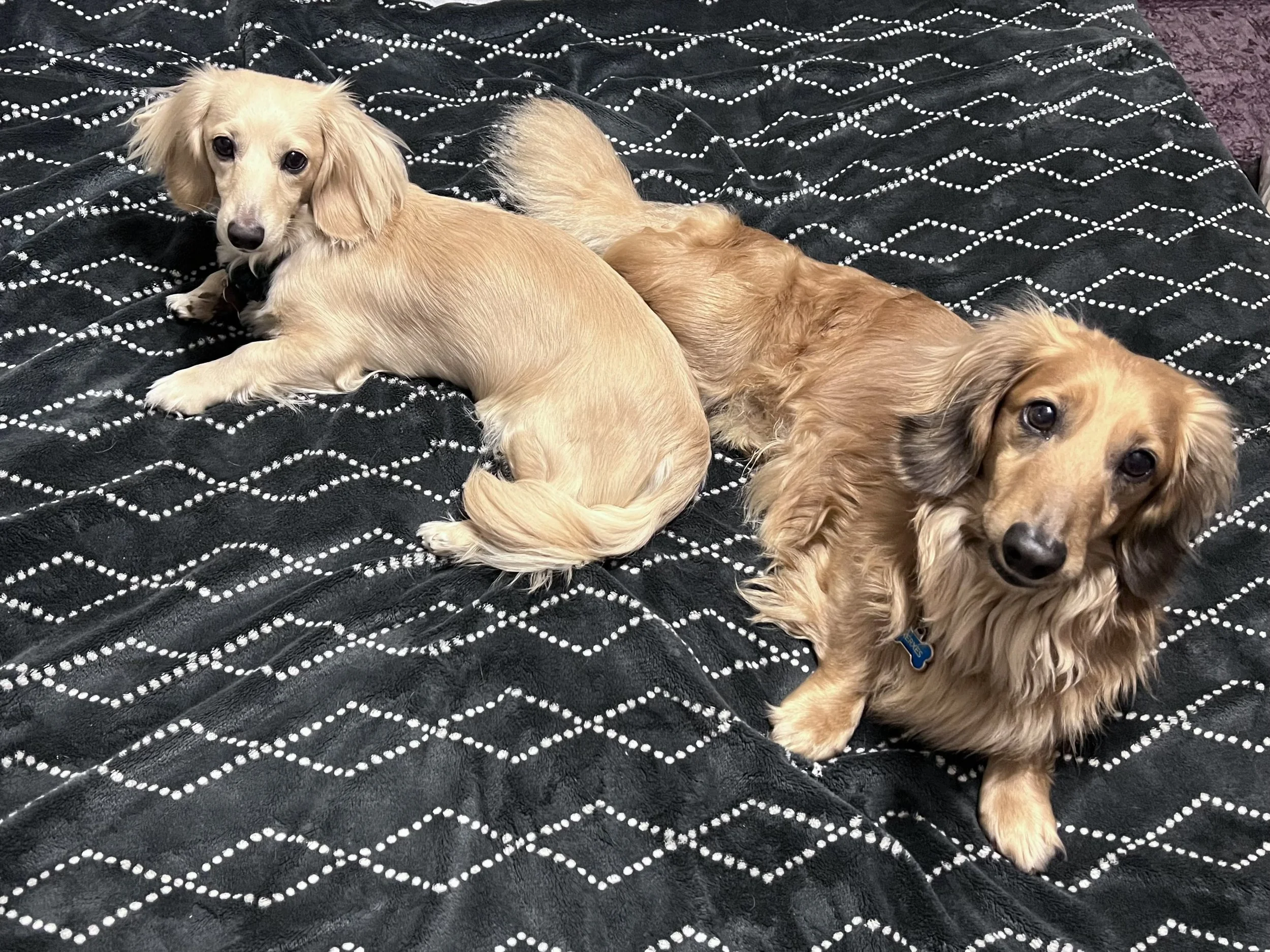 IMG_5146.jpeg (Copy) (Copy) (Copy)