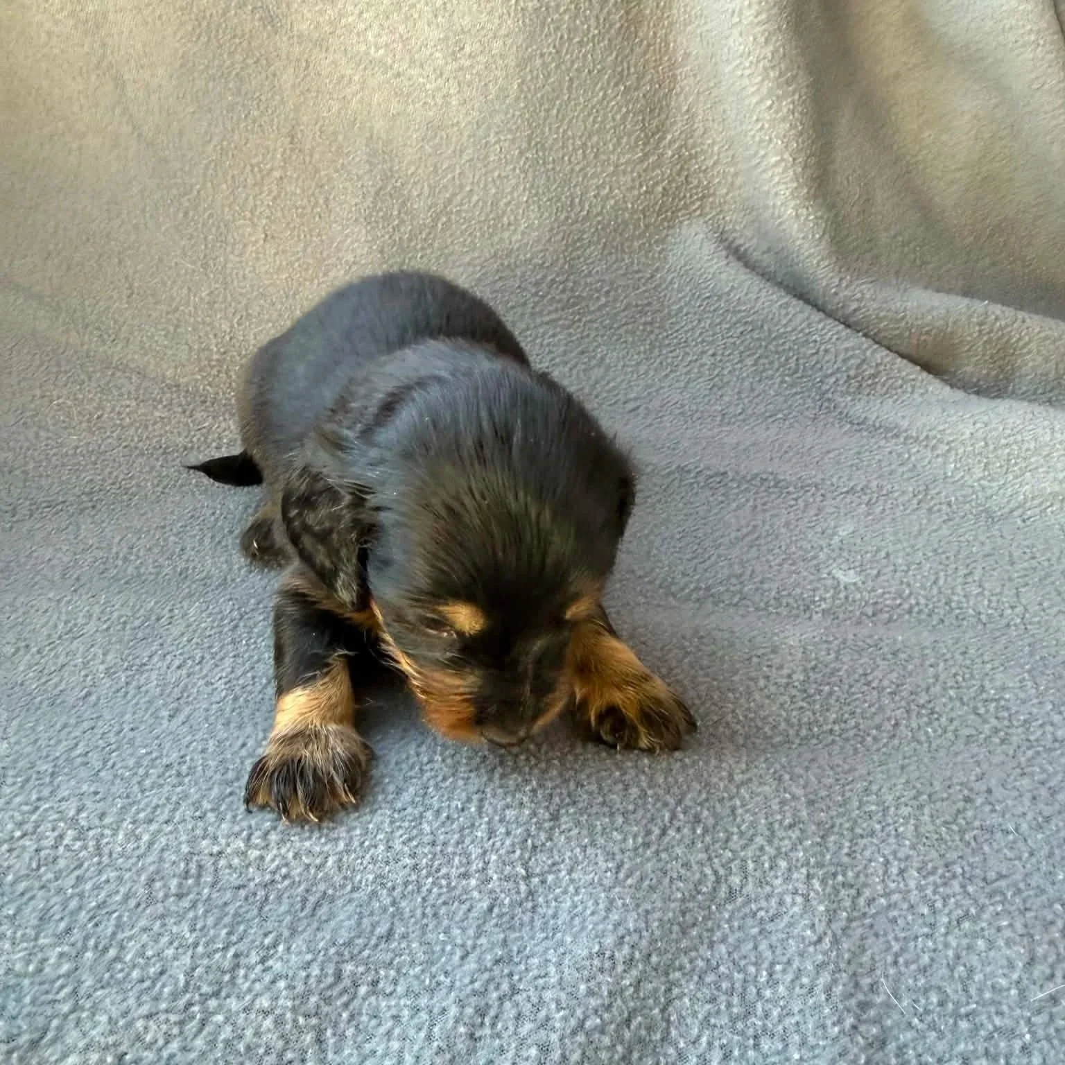 Millie - More Information