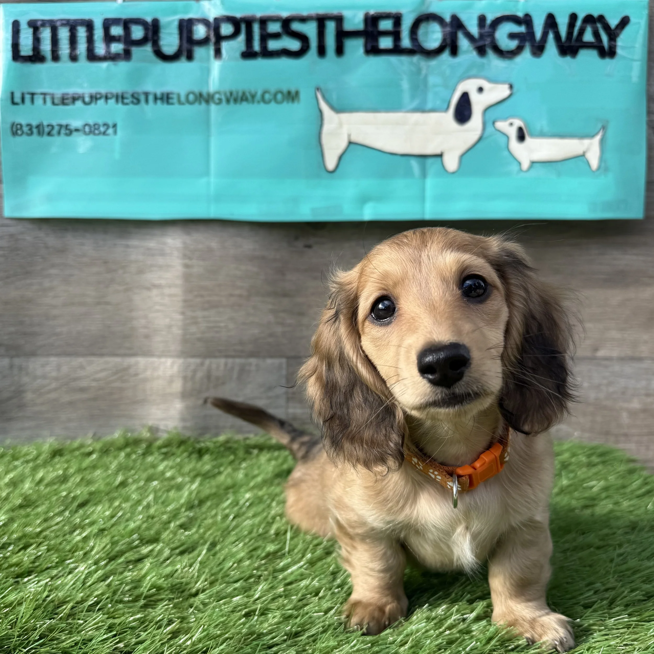 Rui - $3,000 - Reserved