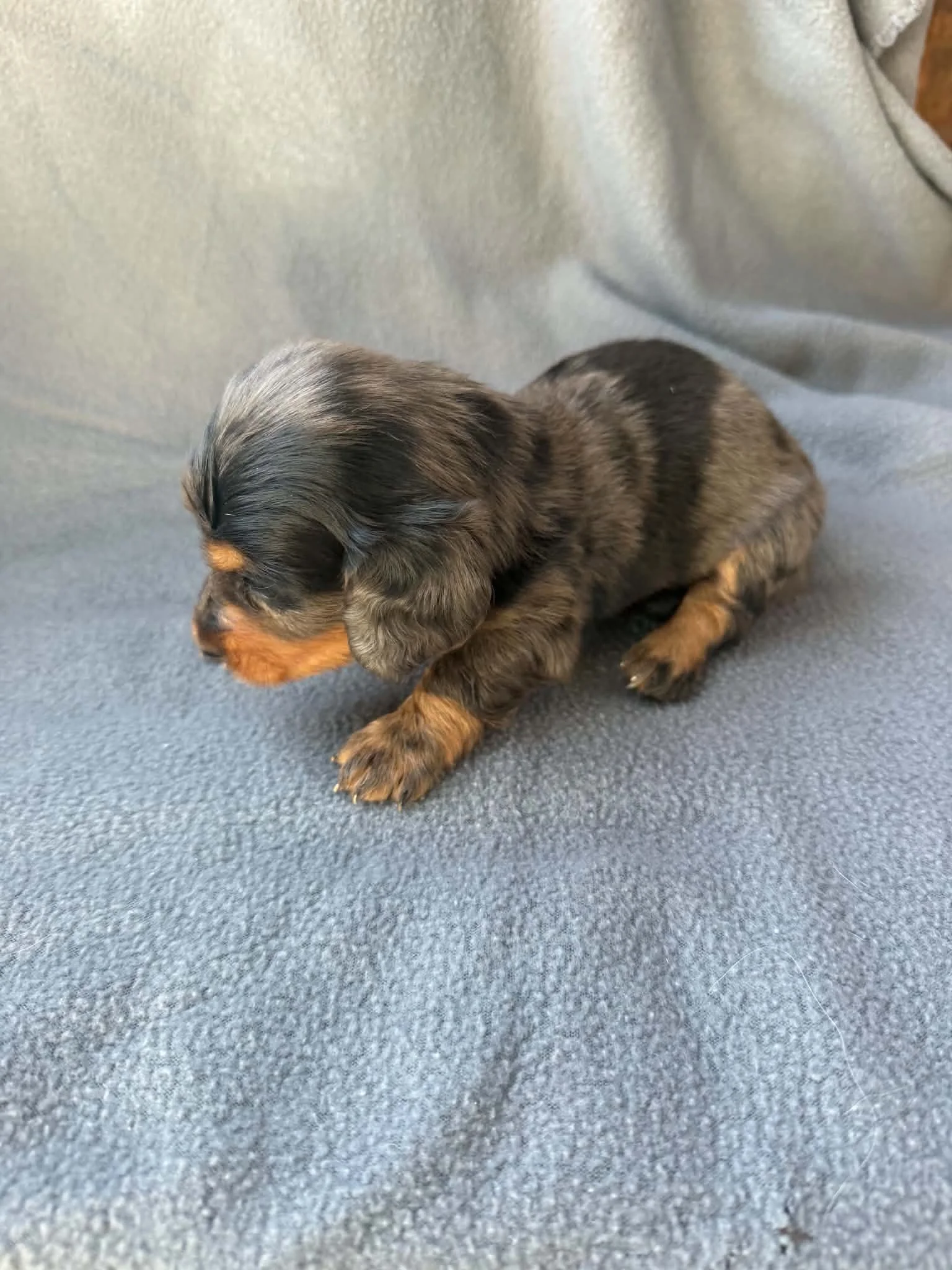 Maisy - More Information
