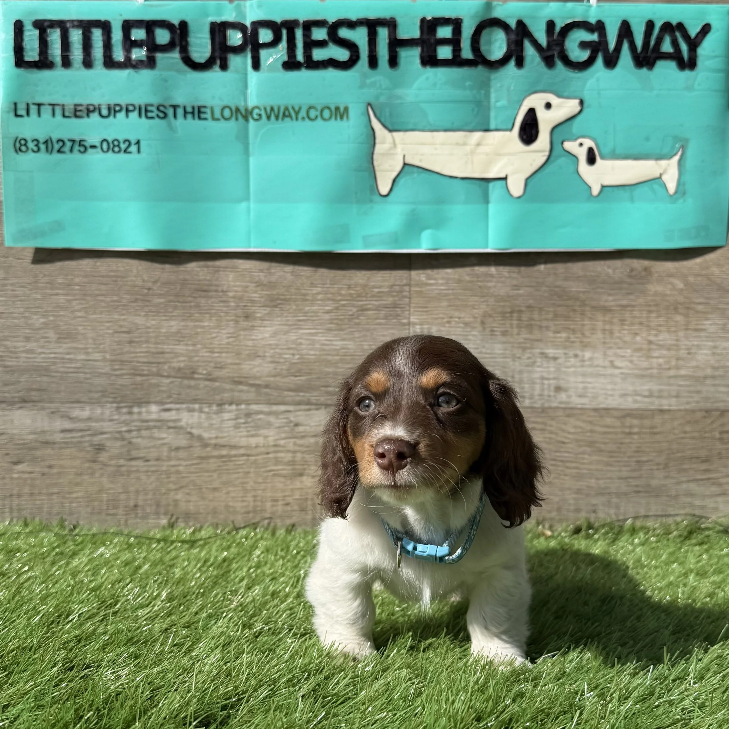 Kali - $2,700 - Reserved