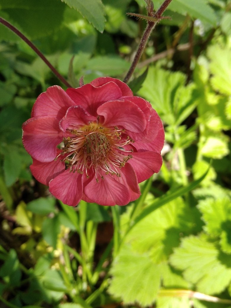Water Avens (Geum rivale)