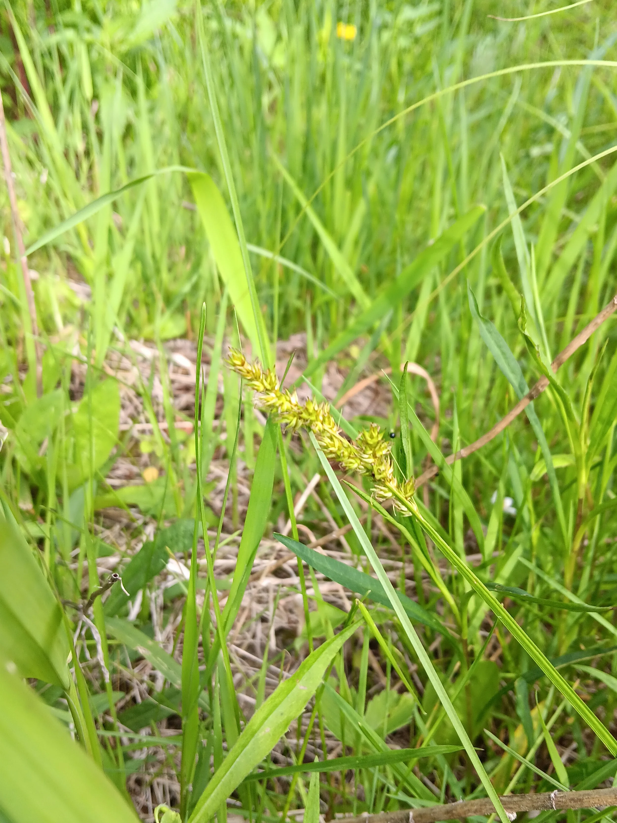 Prickly Sedge (Carex spicata)