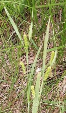 Meadow Sedge (Carex granularis)