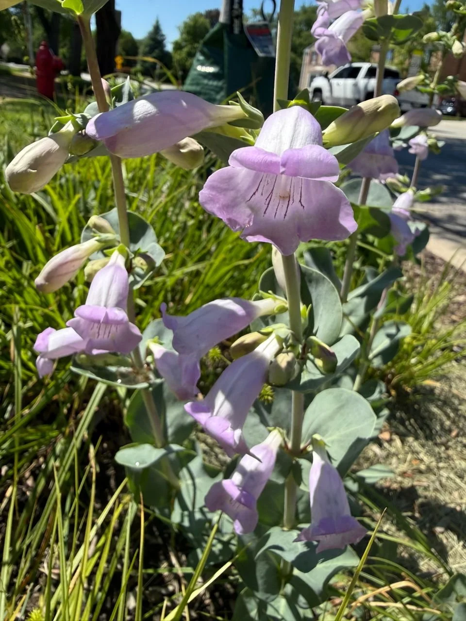 Large-Flowered Beardtongue (Penstemon grandiflorus)