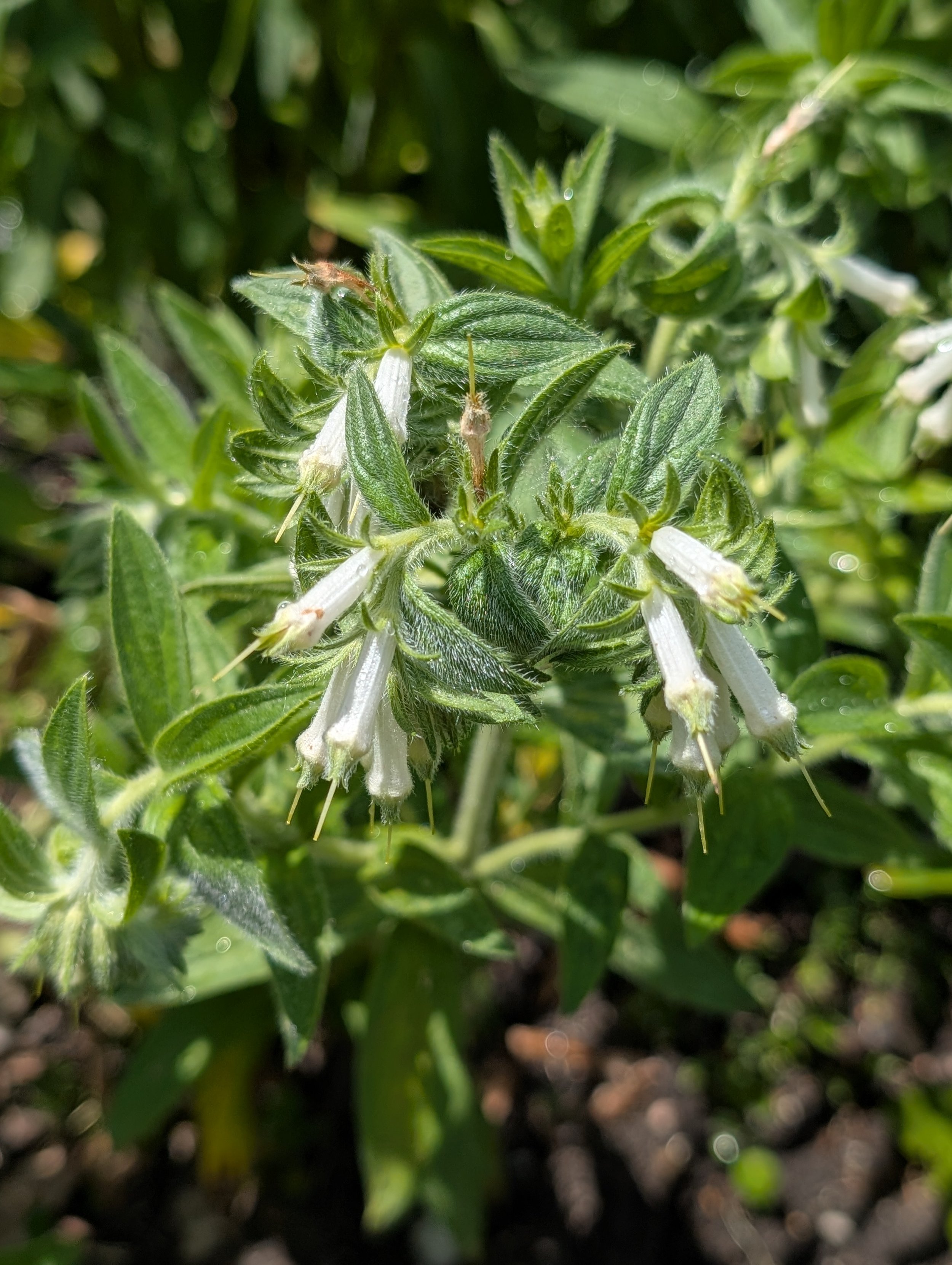 Marbleseed (Onosmodium molle occidentale)