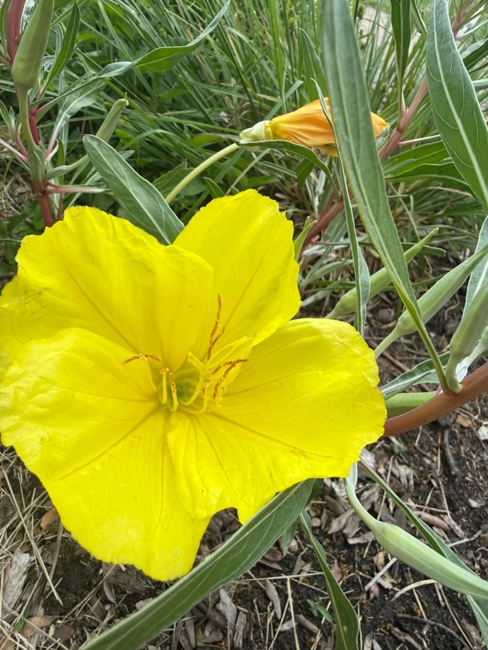 Missouri Evening Primrose (Oenothera macrocarpa)