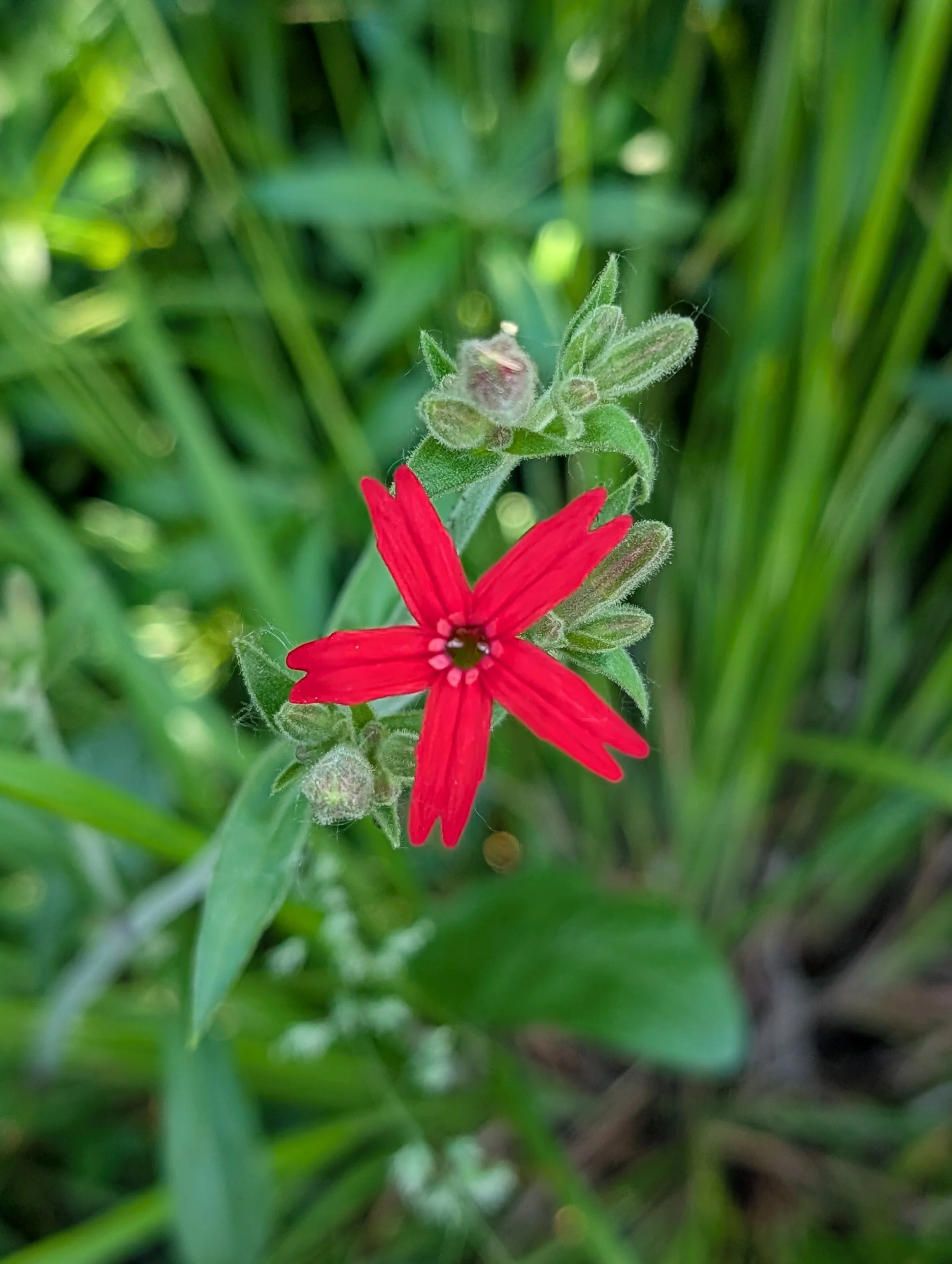 Fire Pink (Silene virginica)