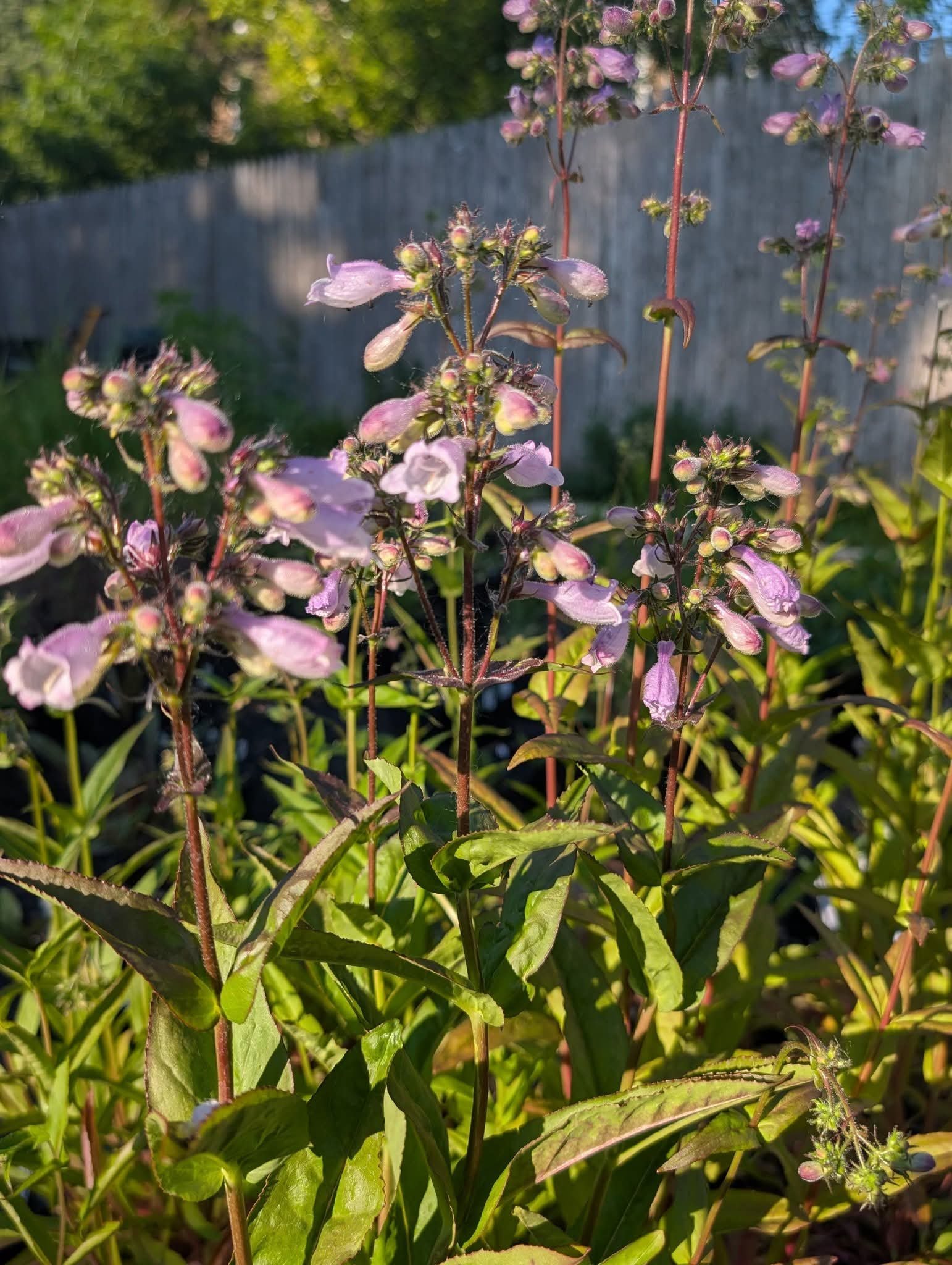 Calico Beardtongue (Penstemon calycosus)