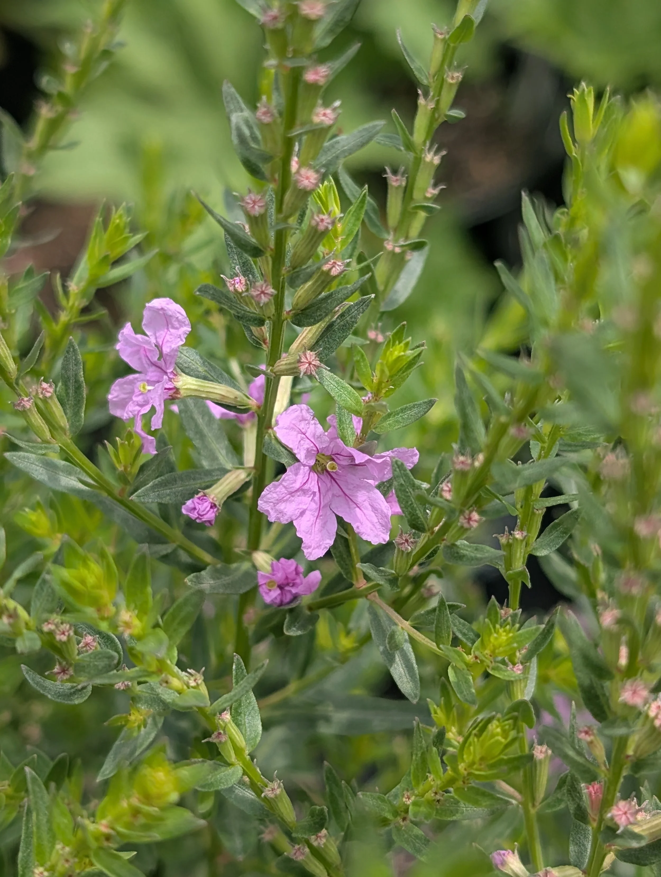 Winged Loosestrife (Lythrum alatum)