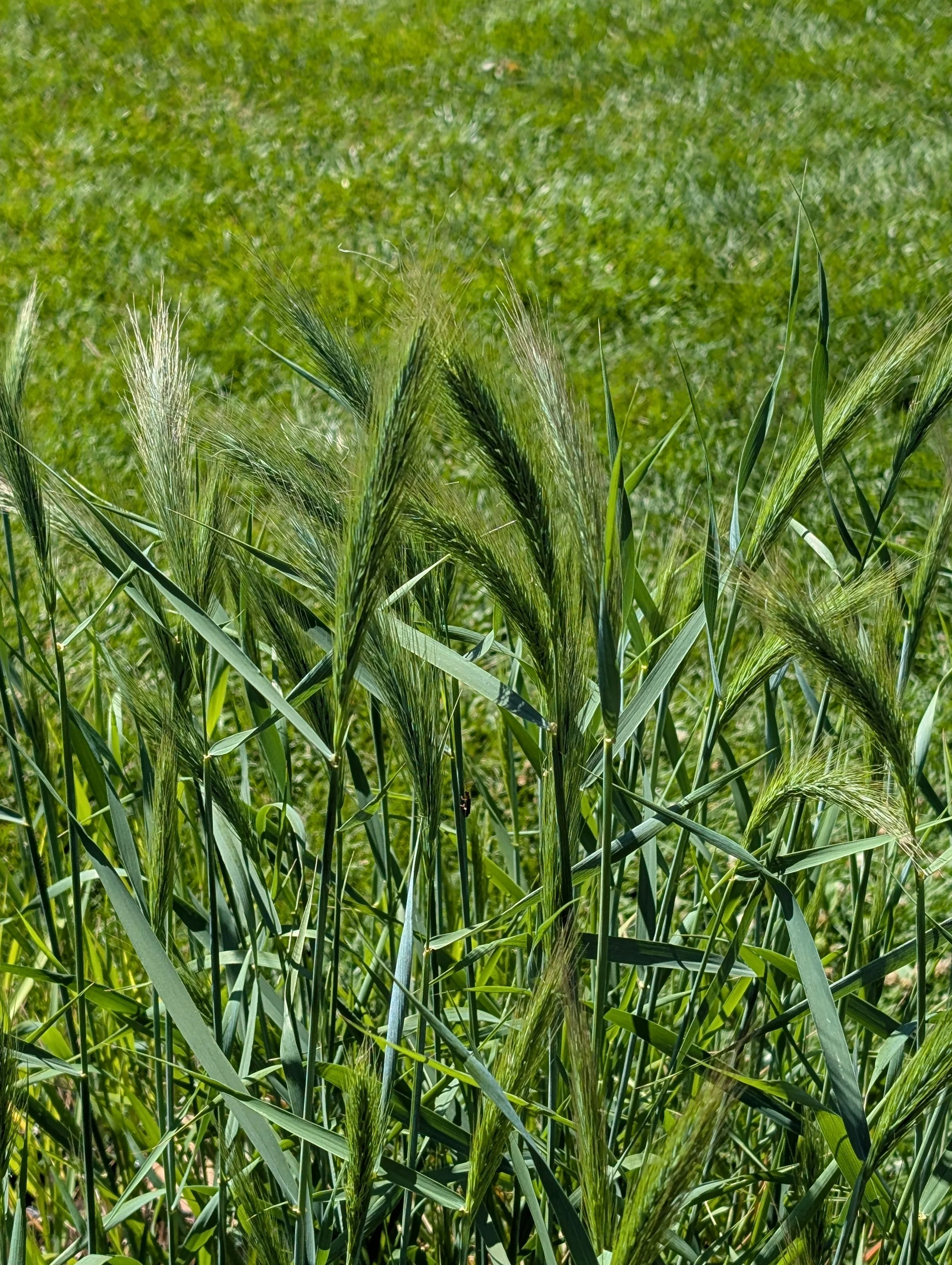 Virginia Wild Rye (Elymus virginicus)