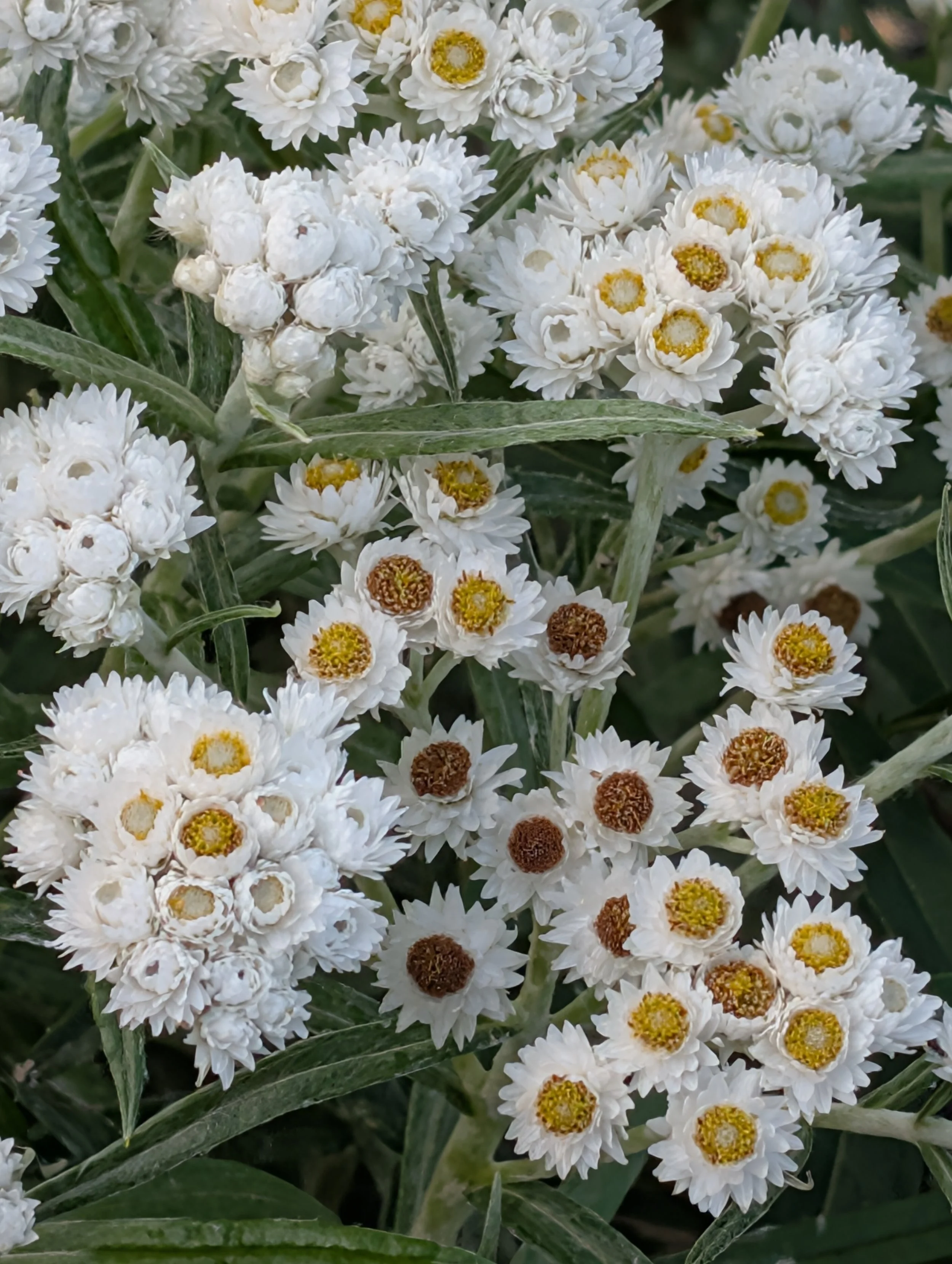 Pearly Everlasting (Anaphalis margaritacea)