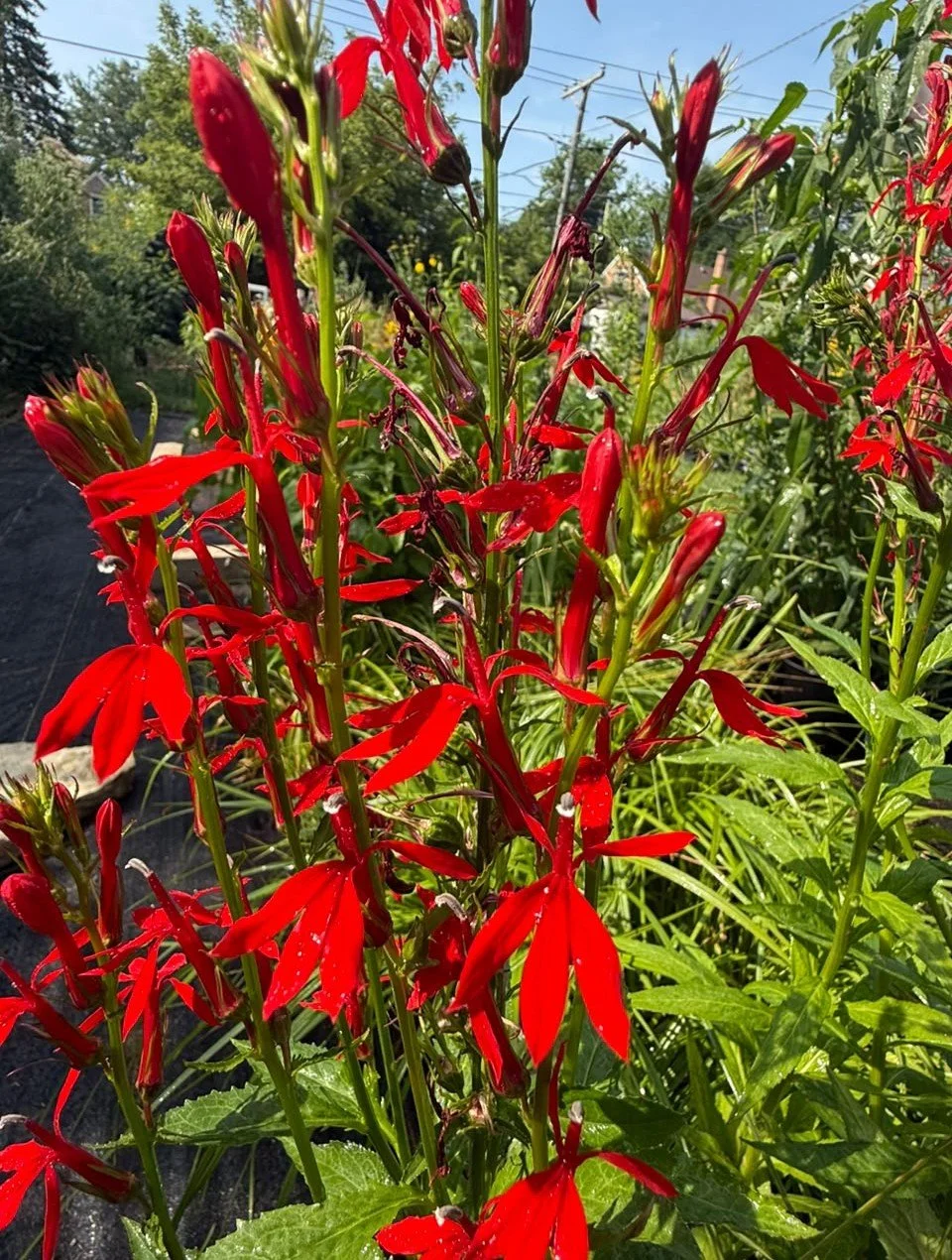 Cardinal Flower (Lobelia cardinalis)