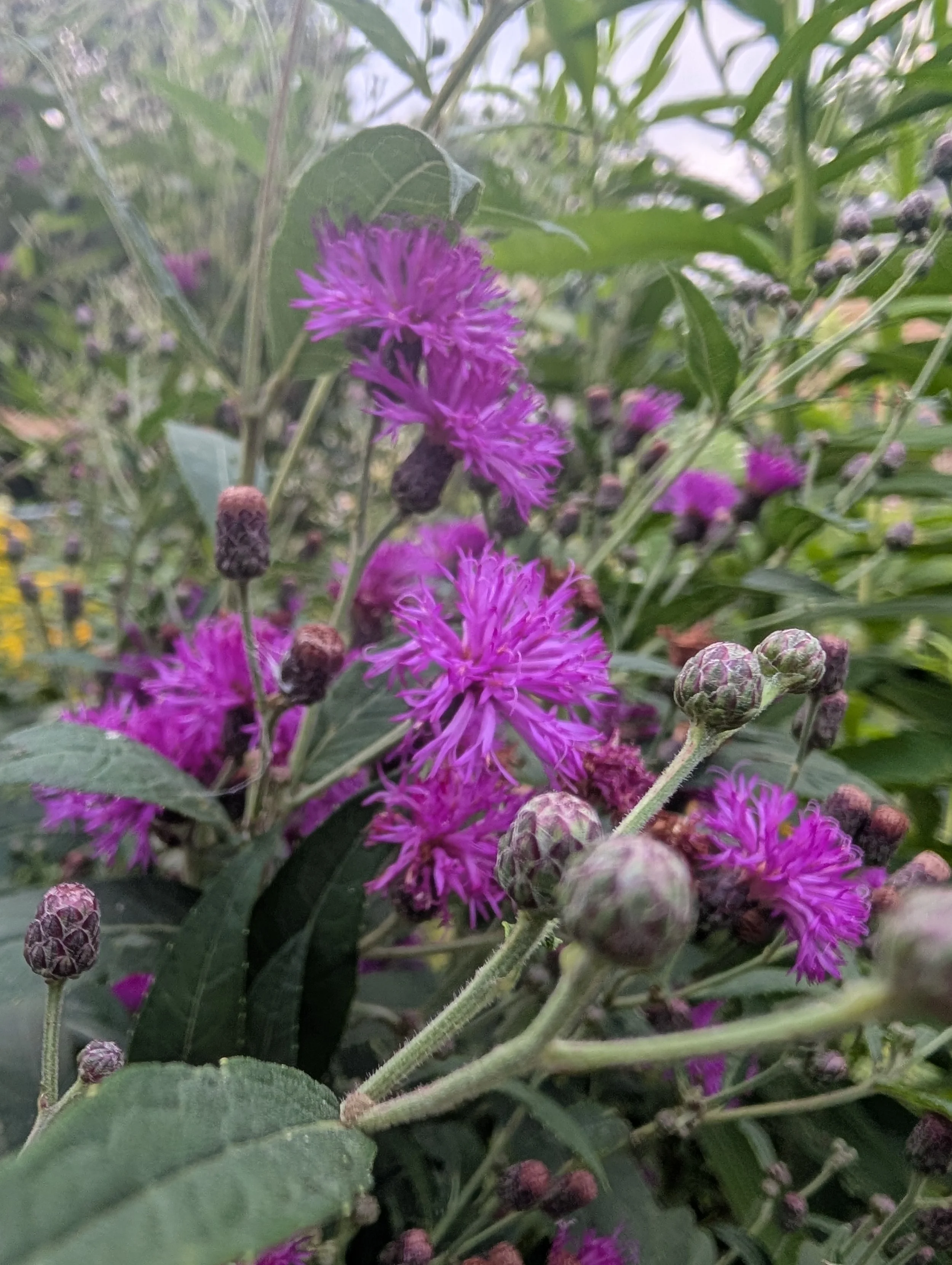 Missouri Ironweed (Vernonia missurica)