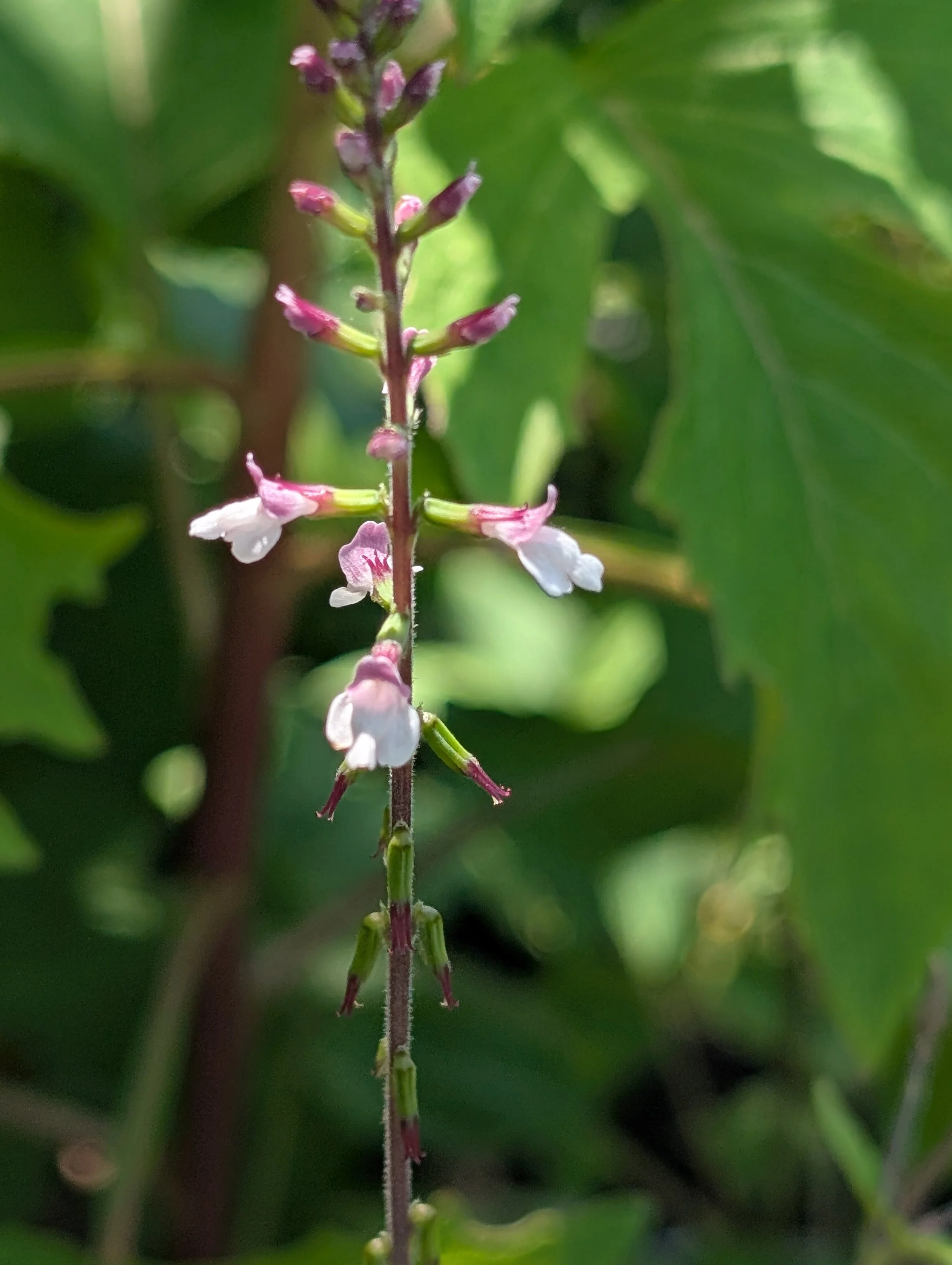 Lopseed (Phryma leptostachya)
