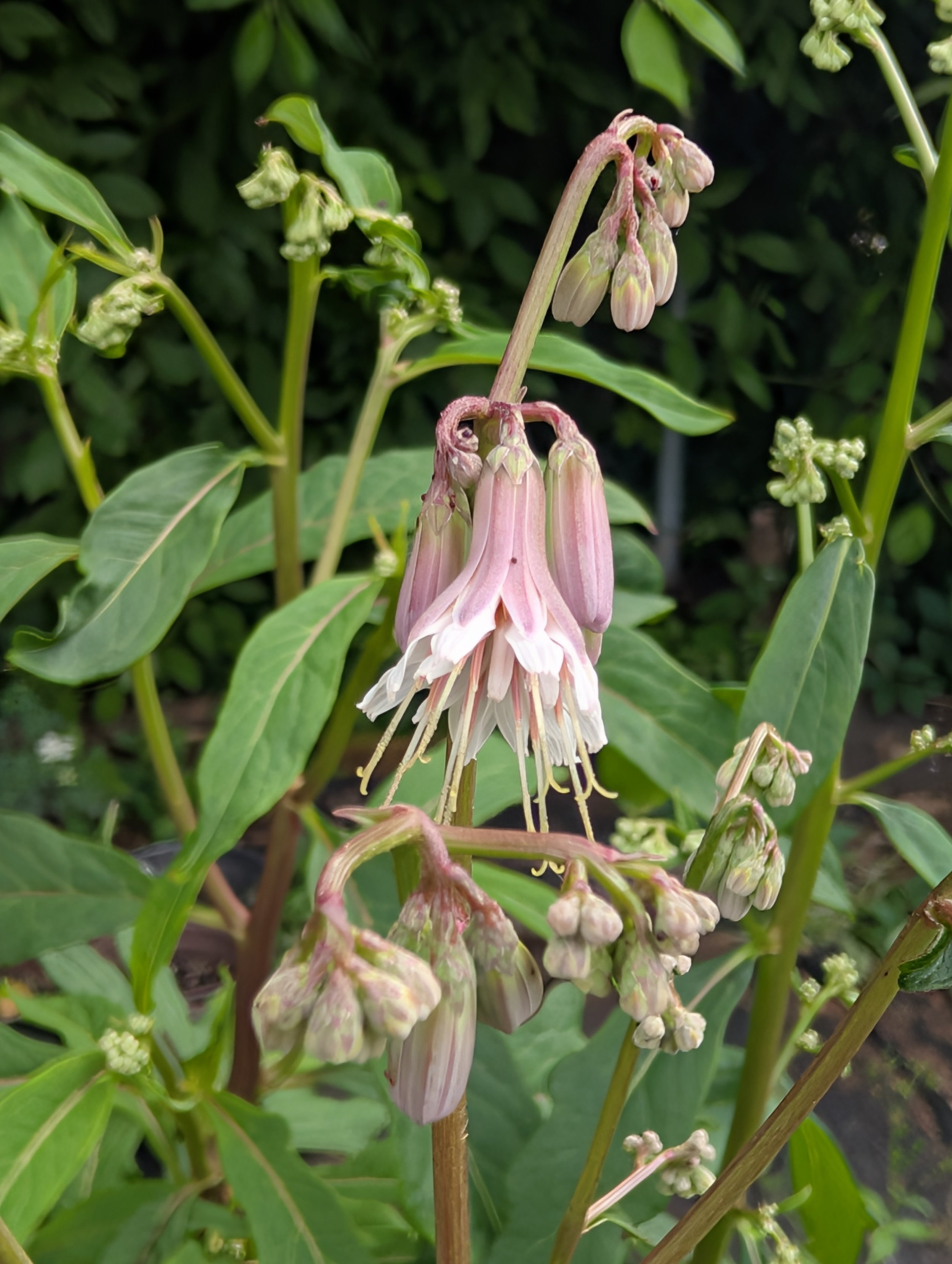 Lion's Foot (Prenanthes alba)