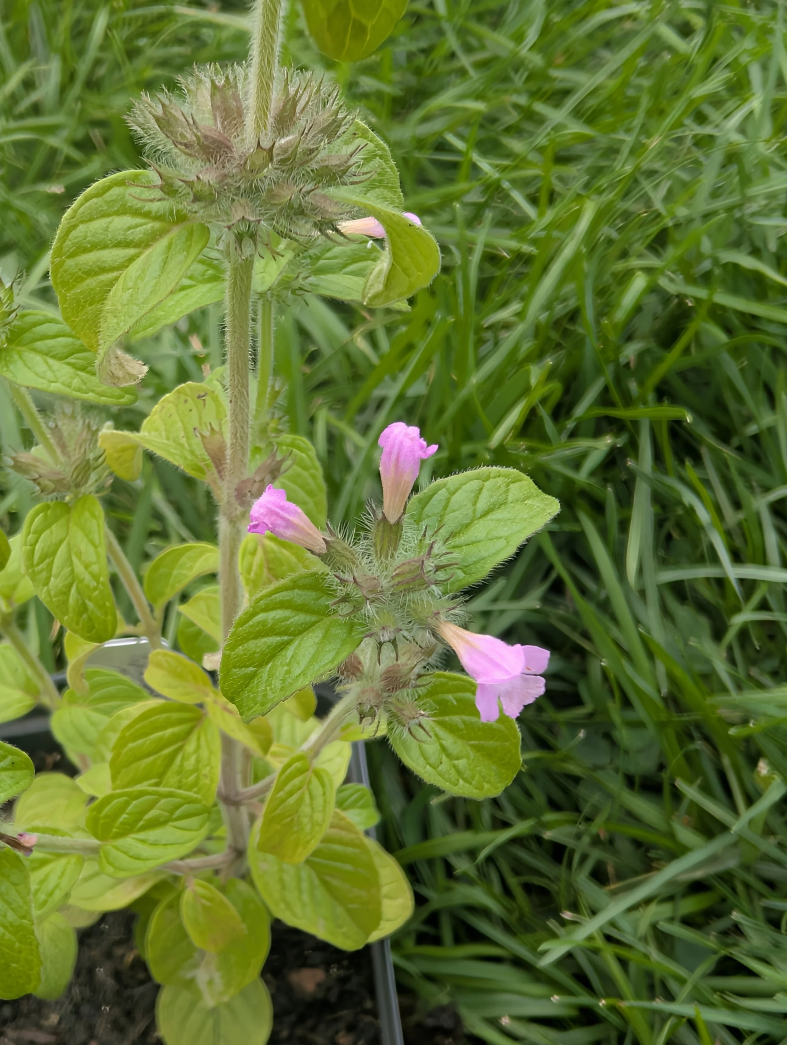 Wild Basil (Clinopodium vulgare)