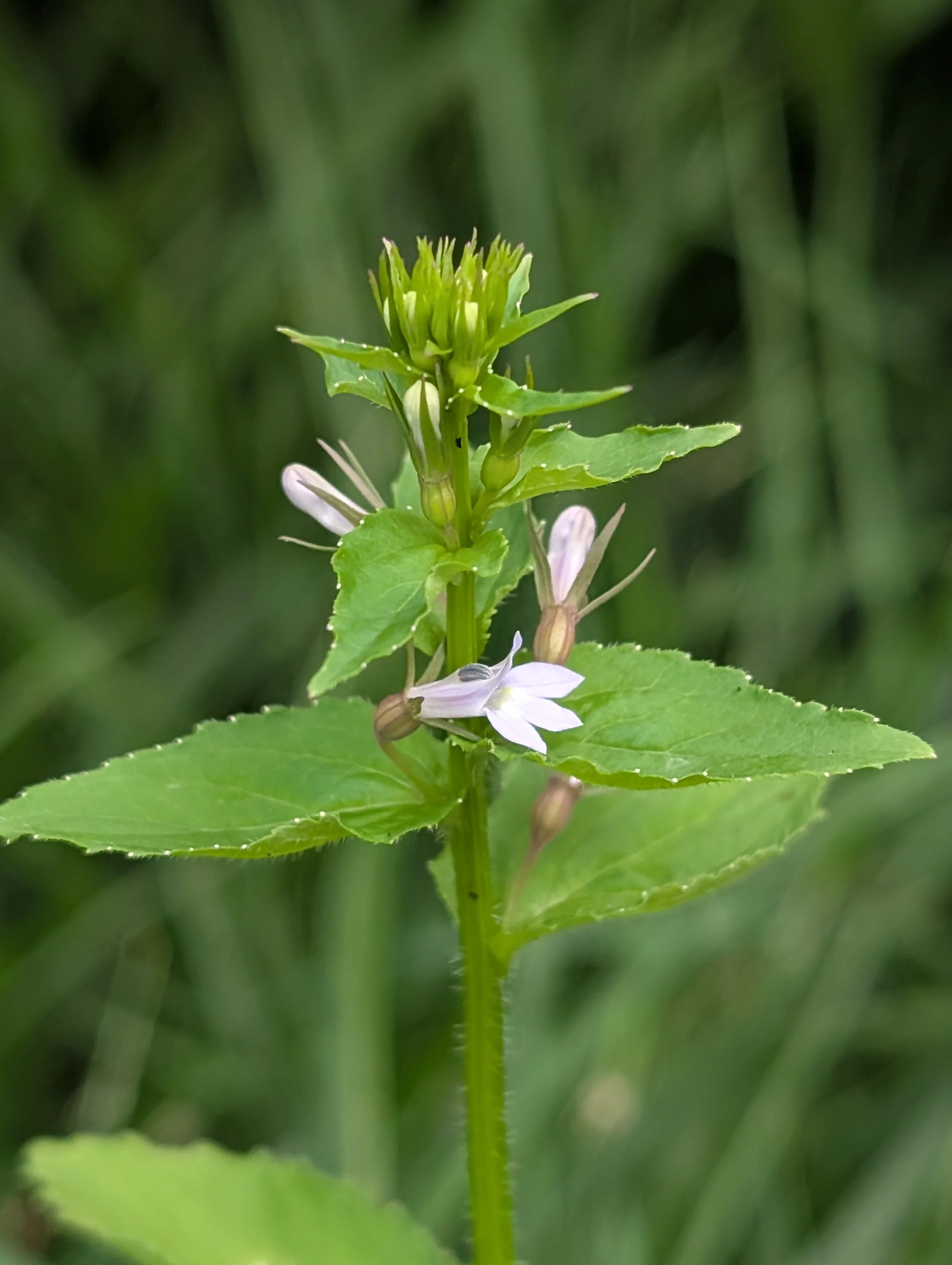 Indian Tobacco (Lobelia inflata)