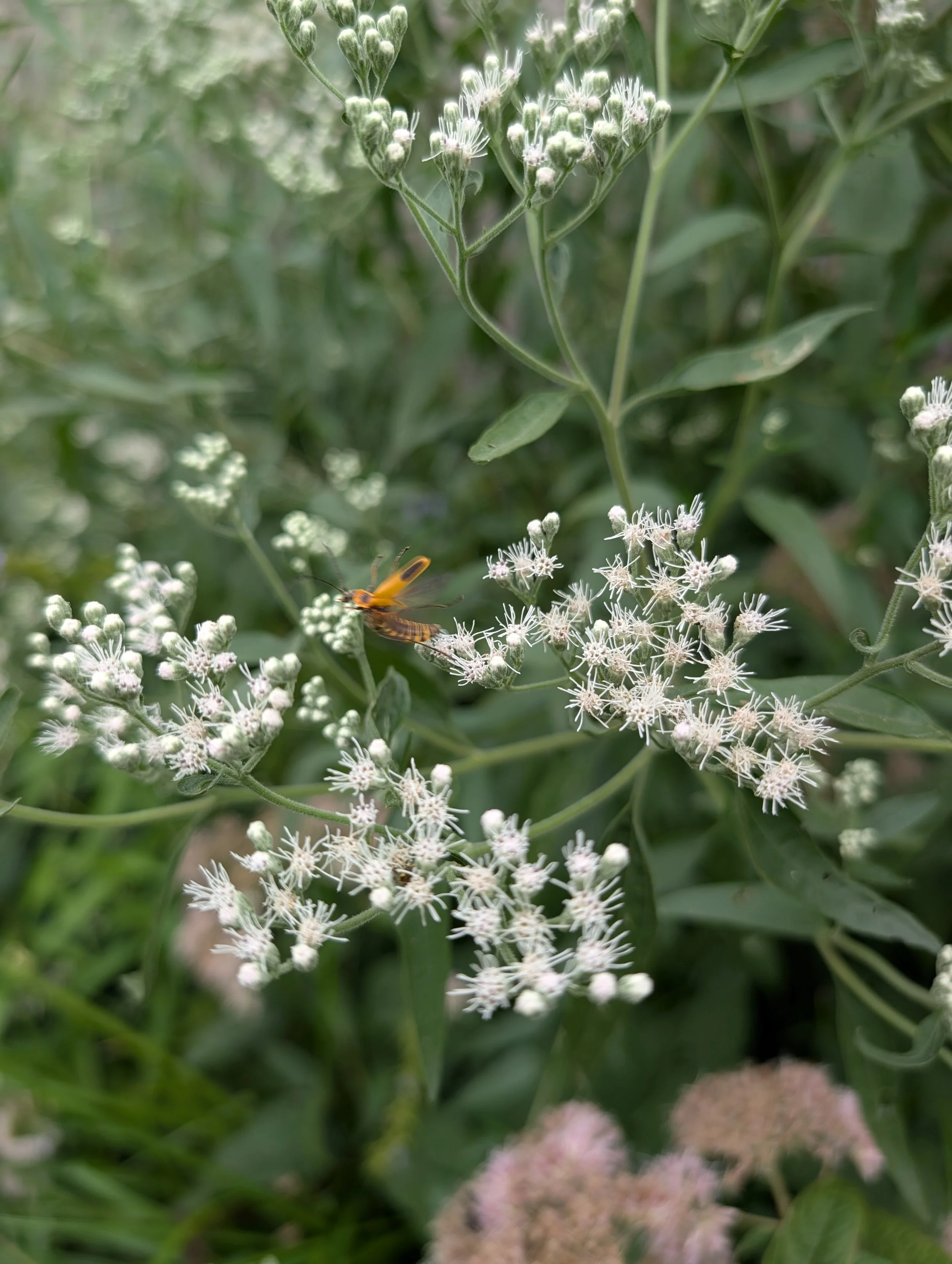 Late Boneset (Eupatorium serotinum)