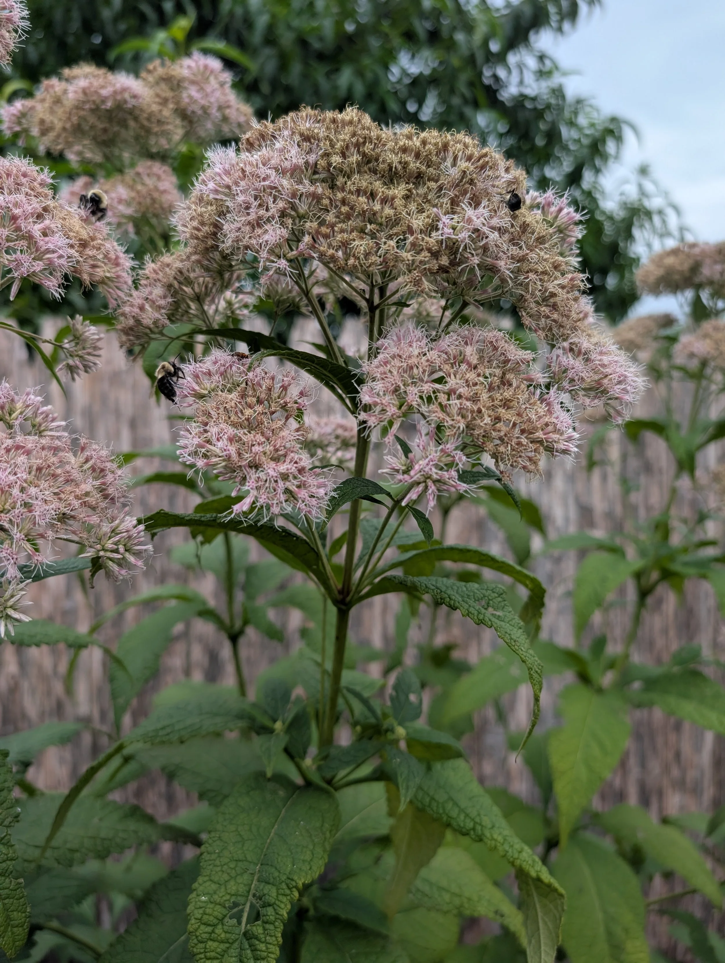 Sweet Joe-Pye Weed (Eutrochium purpureum)