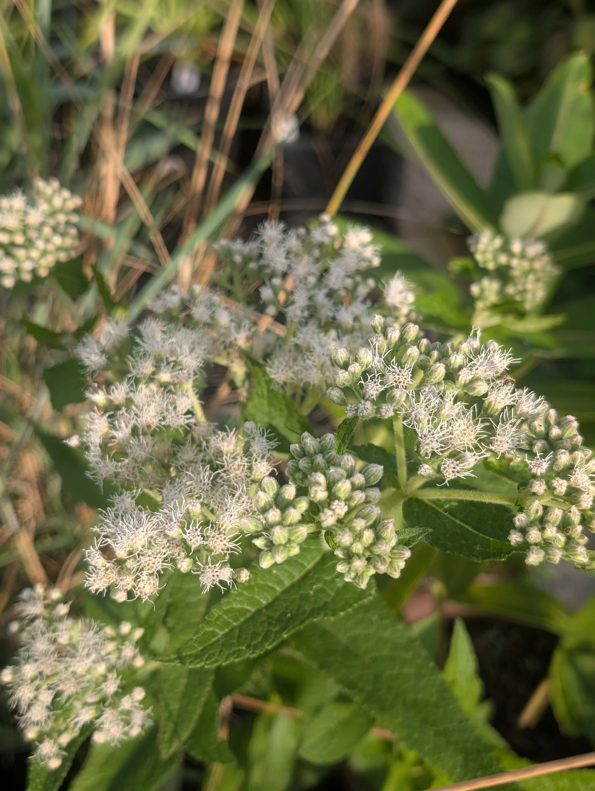 Common Boneset (Eupatorium perfoliatum)