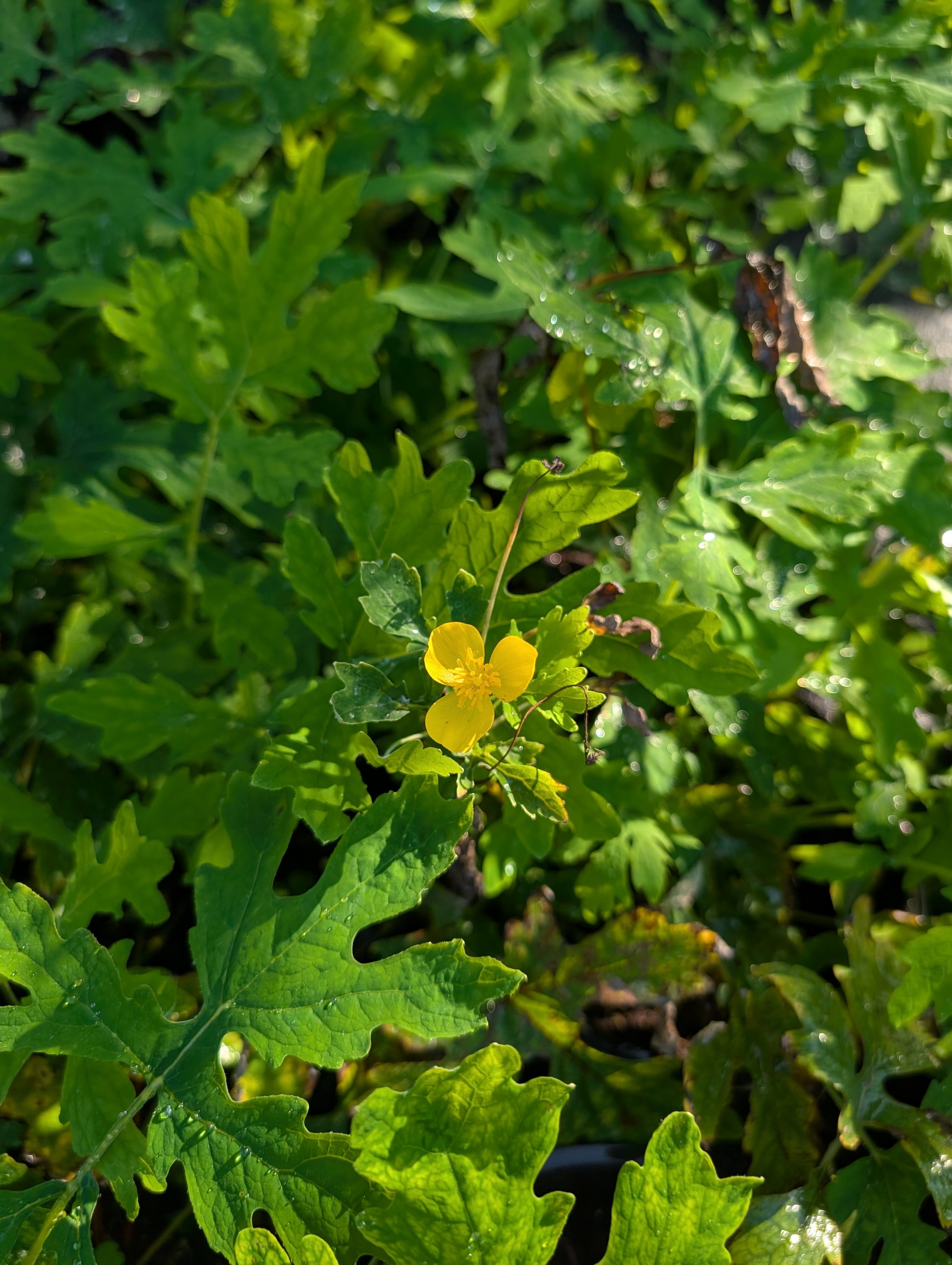 Celandine Poppy (Stylophorum diphyllum)