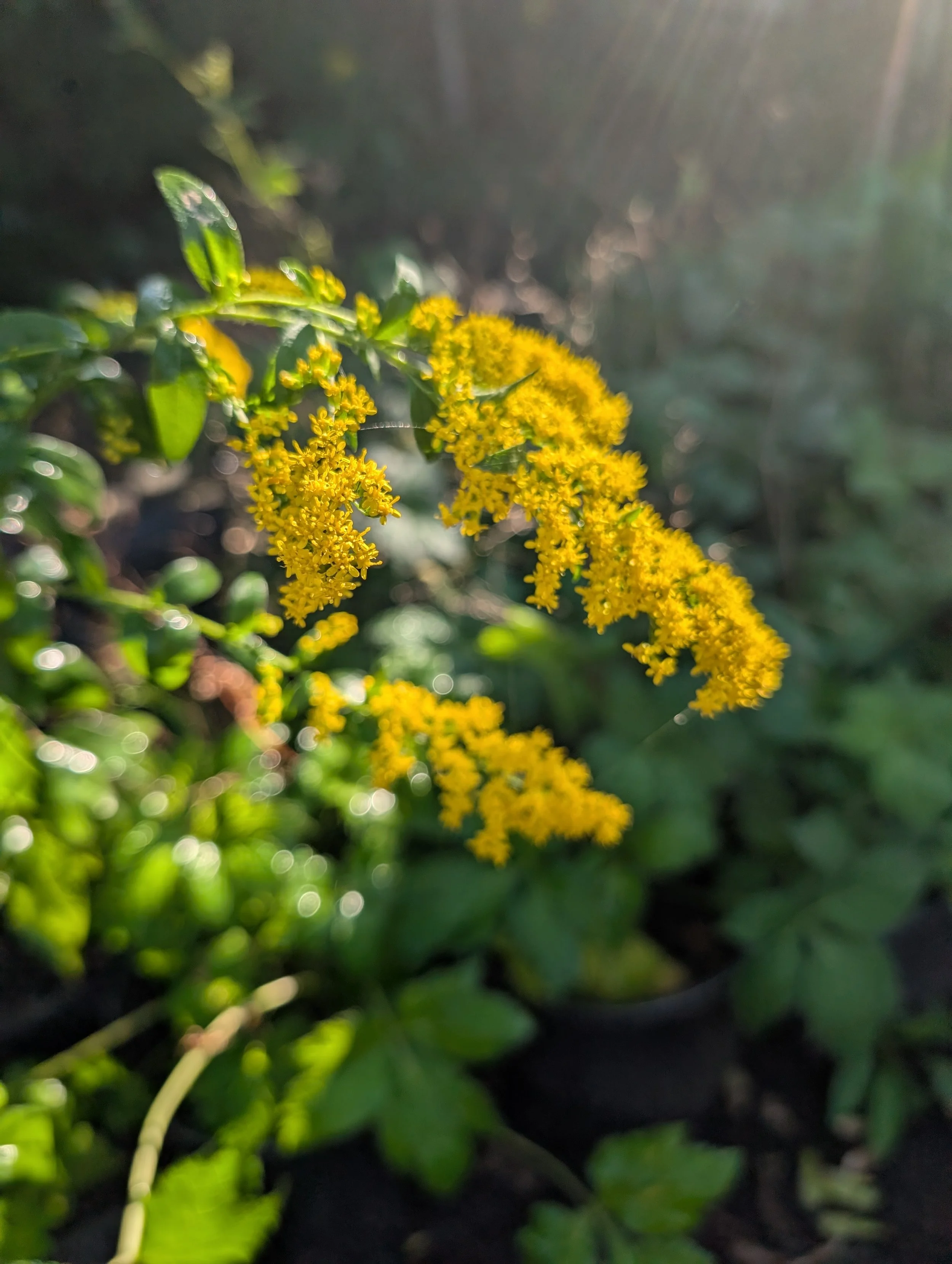 Elm-Leaved Goldenrod (Solidago ulmifolia)