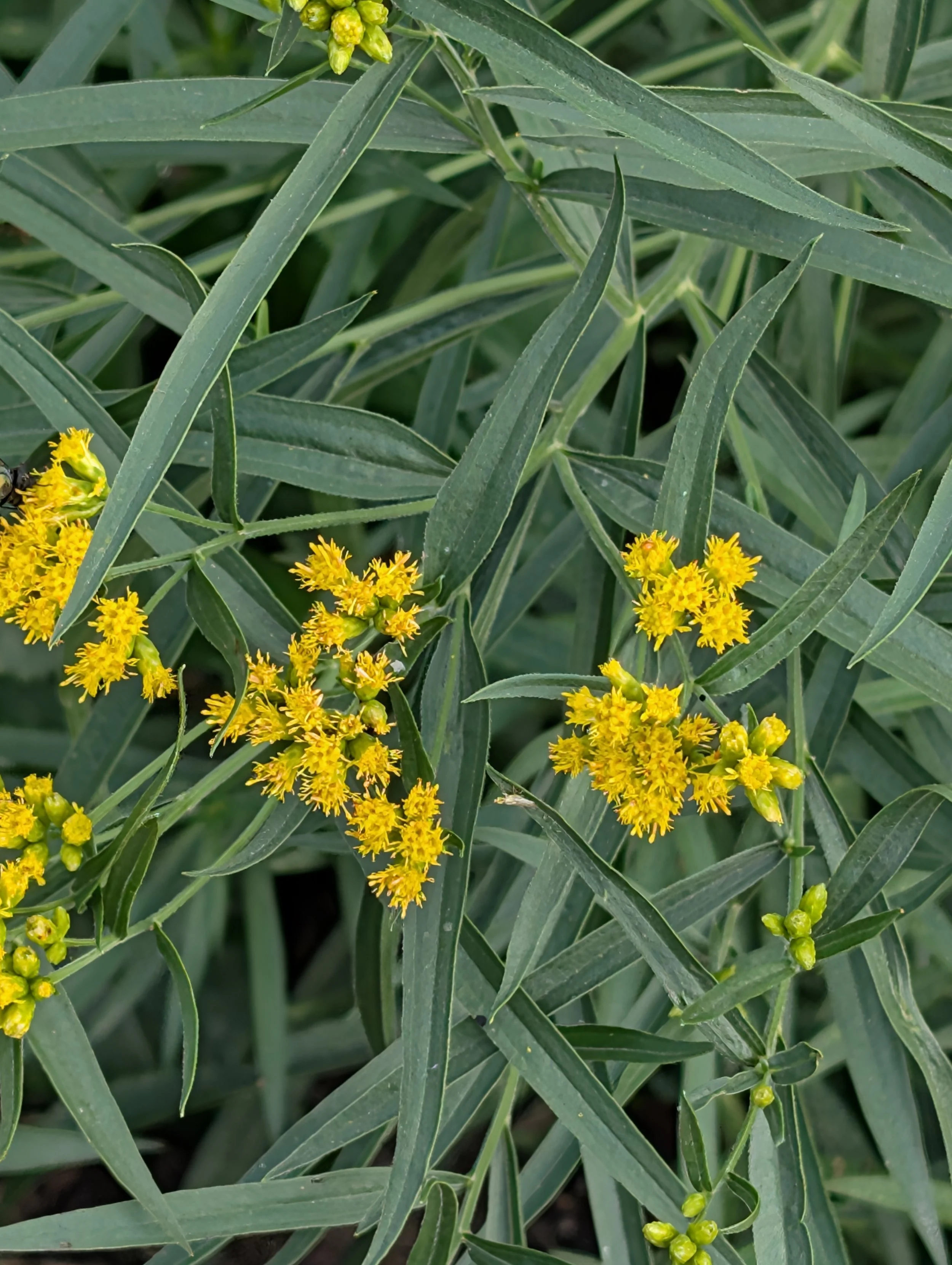 Grass-Leaved Goldenrod (Euthamia graminifolia)