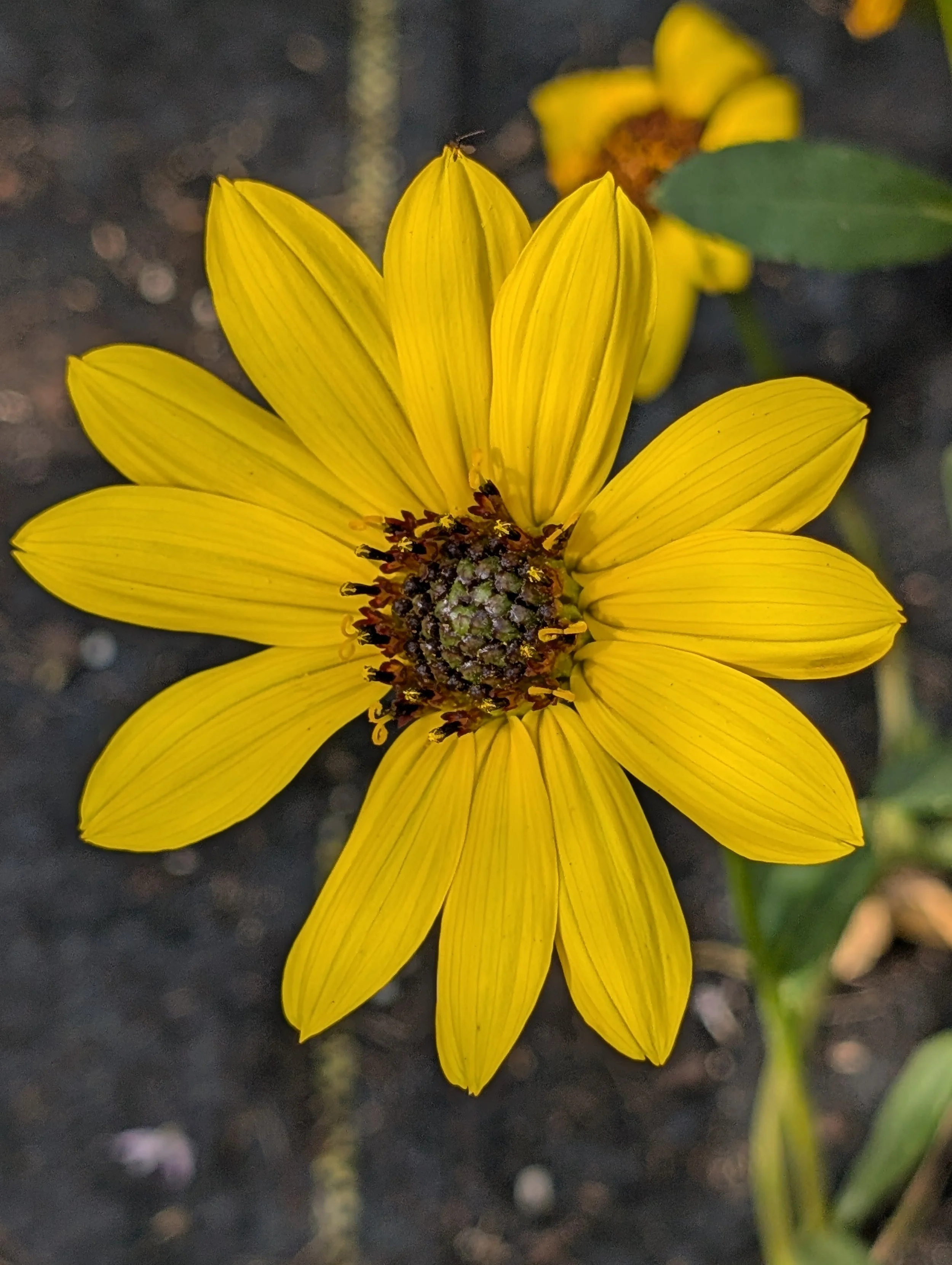Showy Sunflower (Helianthus pauciflorus)