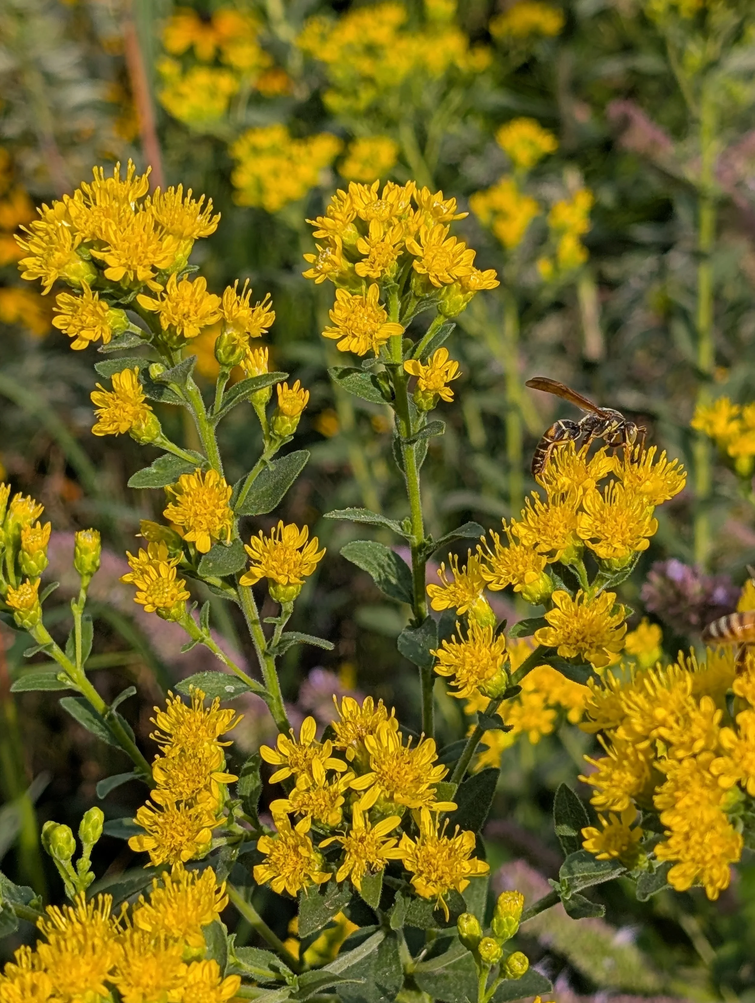 Stiff Goldenrod (Oligoneuron rigidium)