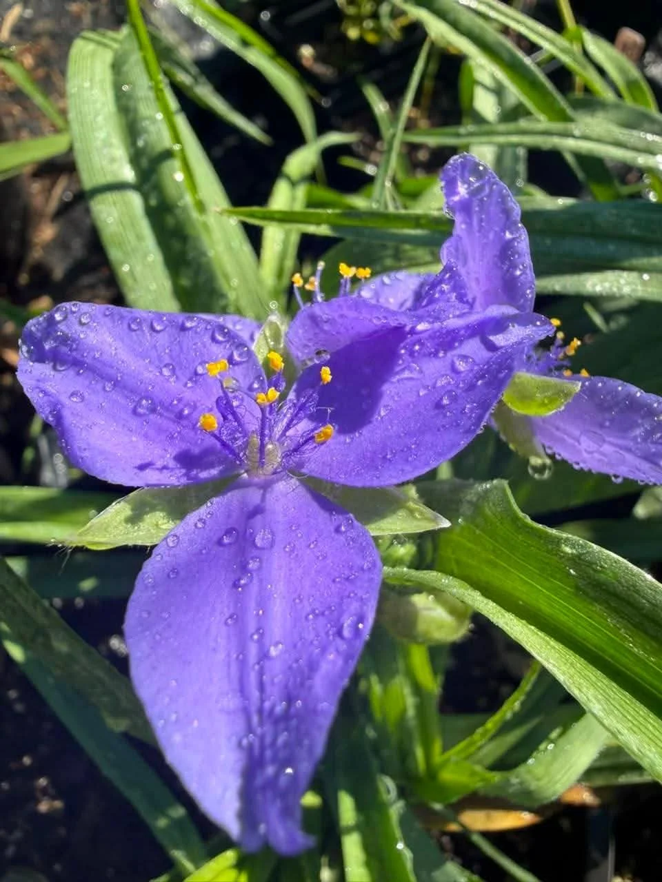 Prairie Spiderwort (Tradescantia bracteata)
