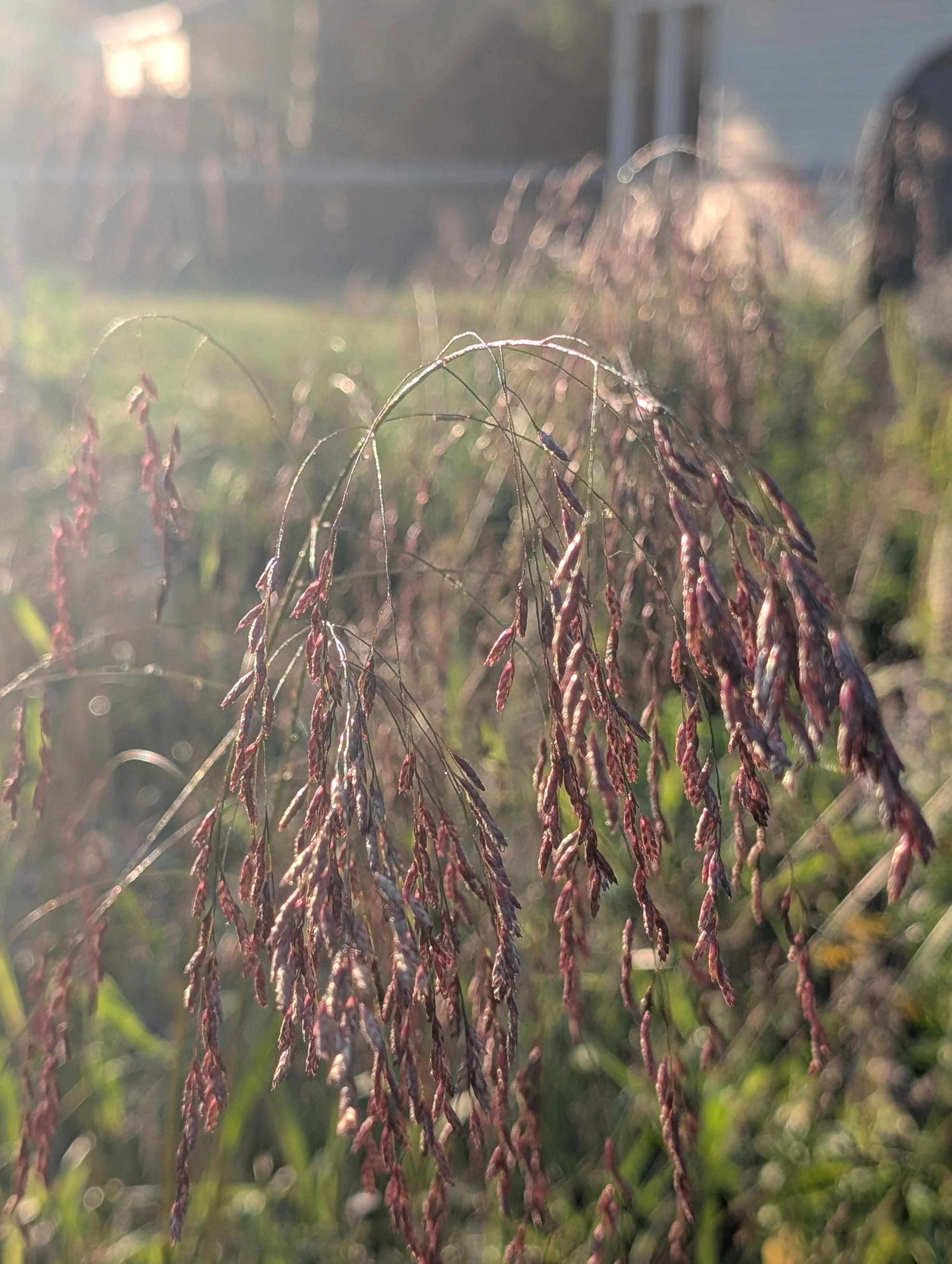 Purpletop (Tridens flavus cupreus)