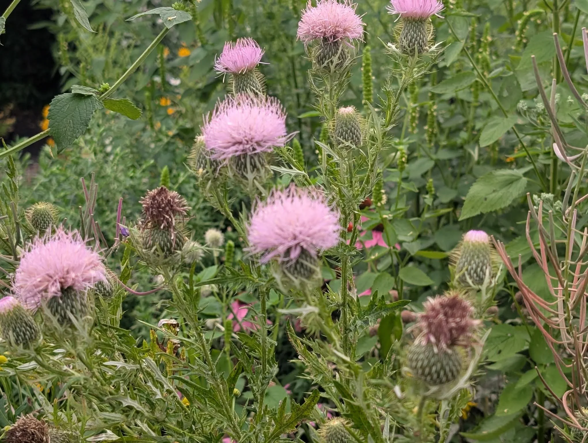 Pasture Thistle (Cirsium discolor)