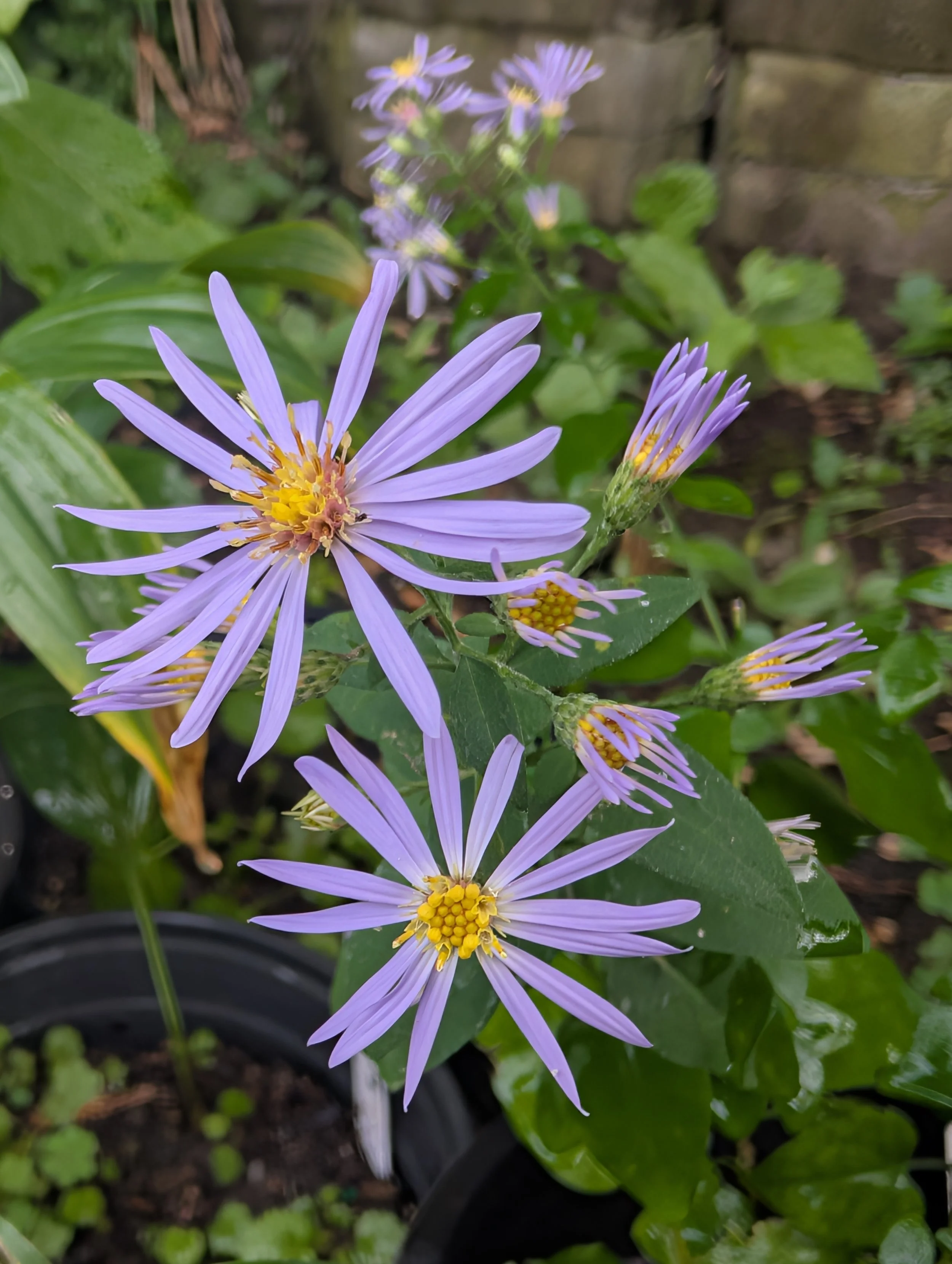 Short's Aster (Symphyotrichum shortii)
