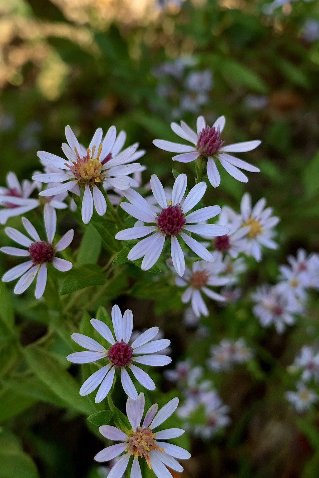 Drummond's Aster.png