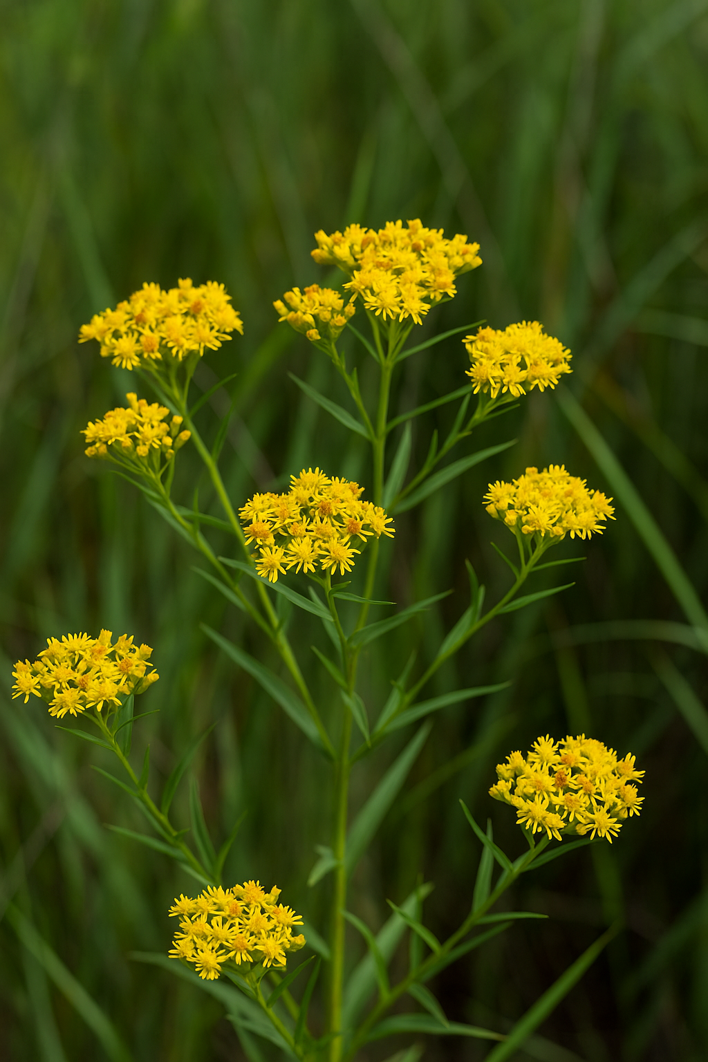 Grass-Leaved Goldenrod.png