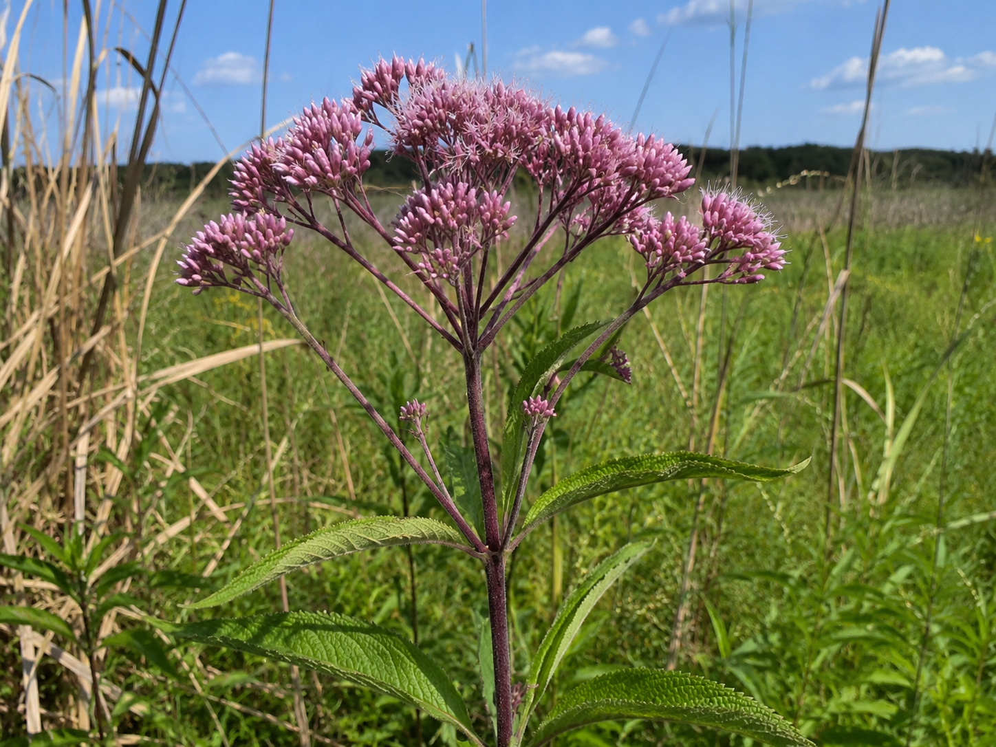 Spotted Joe Pye Weed.png
