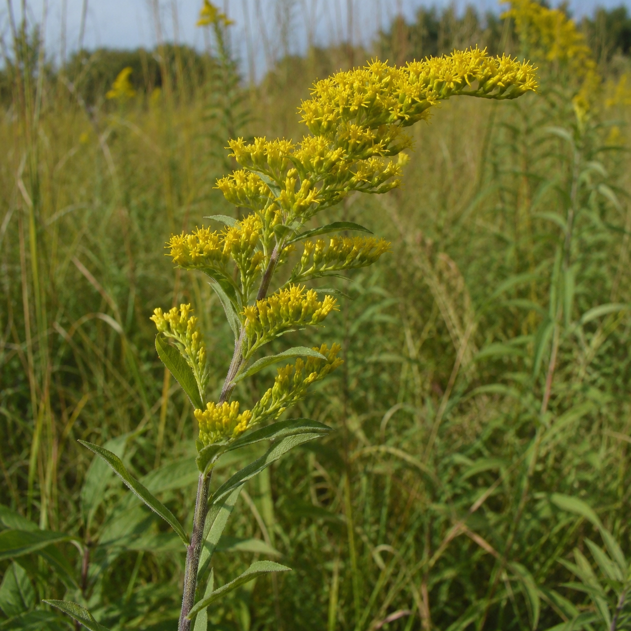 Field Goldenrod (Solidago nemoralis)