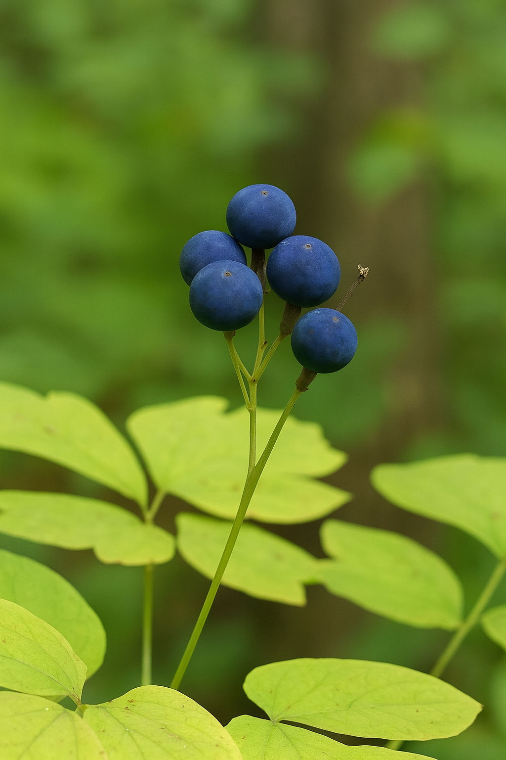 Blue Cohosh.png