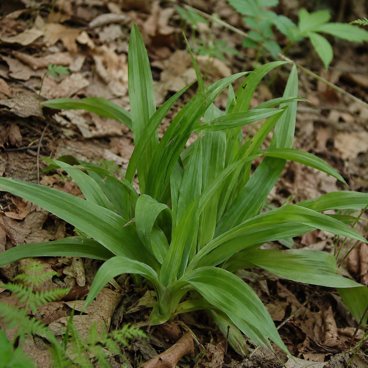 White Bear Sedge.png