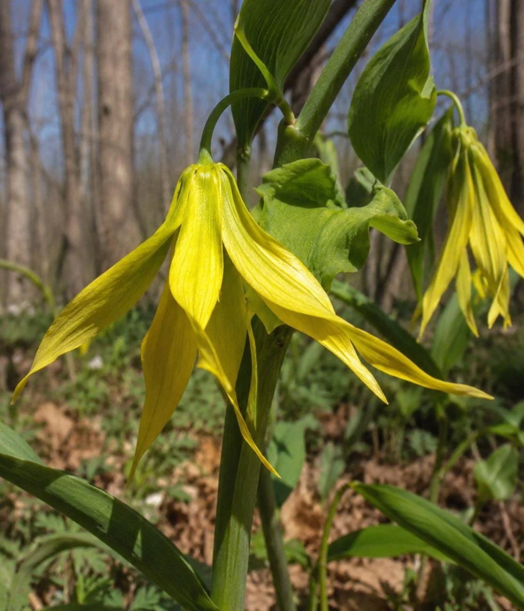 Large-Flowered Bellwort.jpg